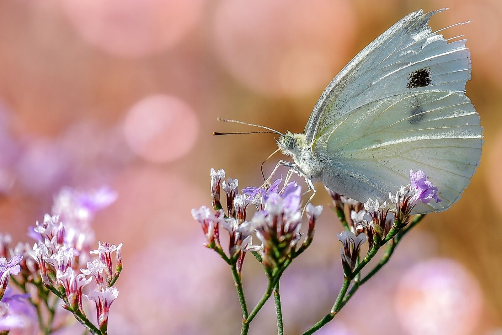 Nikon D750 sample photo. Nature, insect, butterfly photography