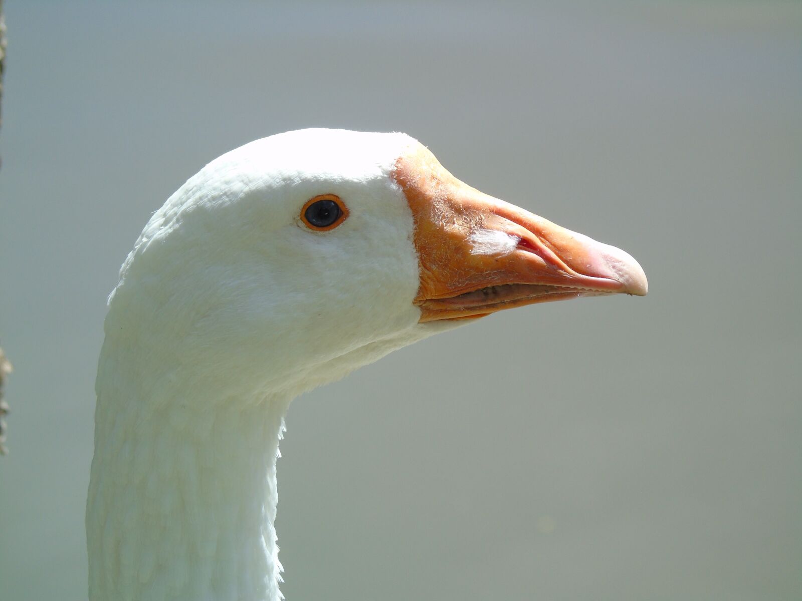 Sony Cyber-shot DSC-H400 sample photo. Duck, white, lake photography