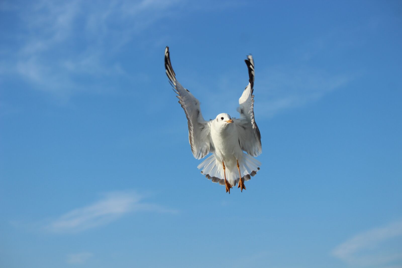 Canon EOS 1300D (EOS Rebel T6 / EOS Kiss X80) sample photo. Seagull, bird, sky photography