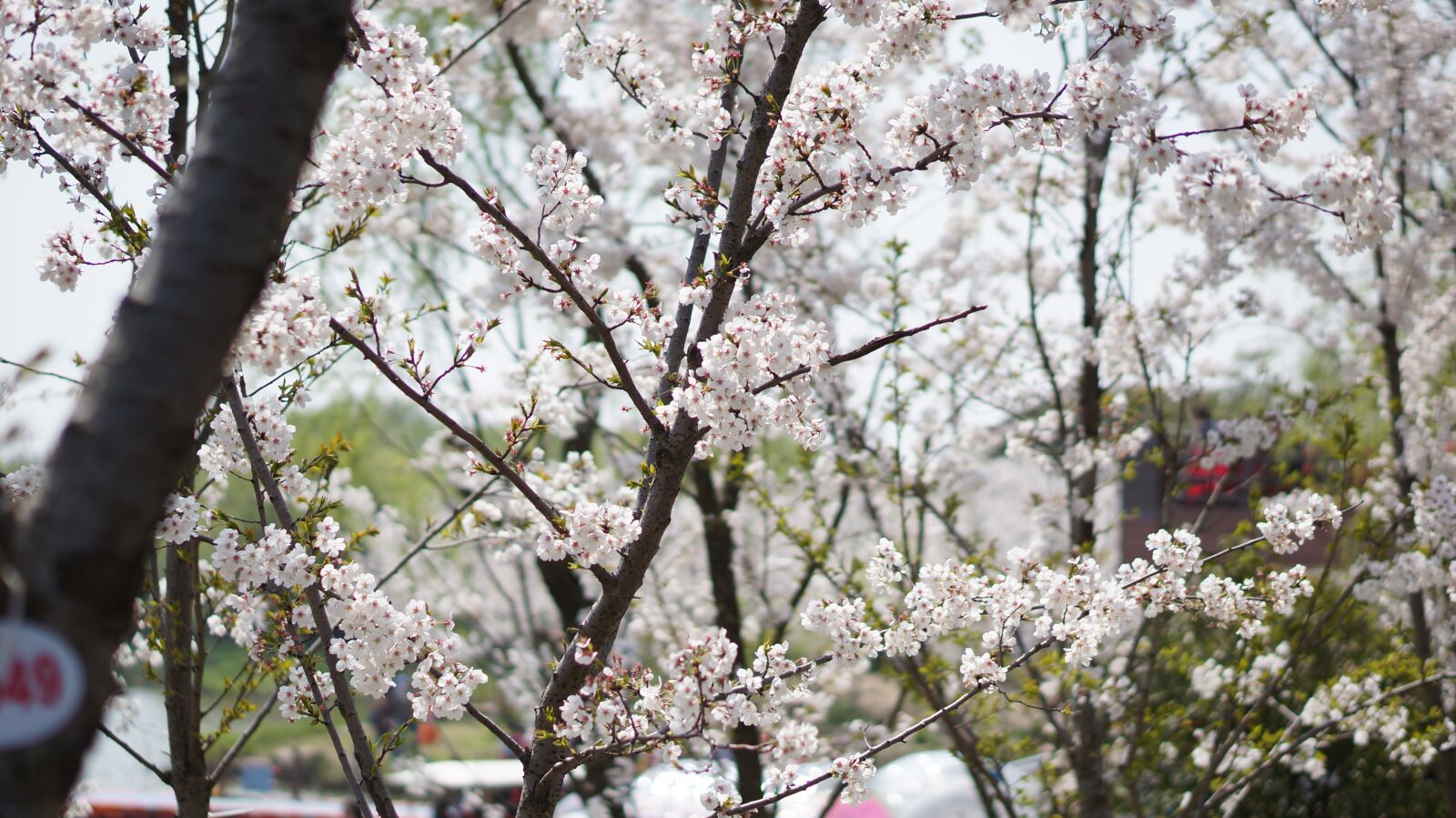 Sony Alpha NEX-5N + E 50mm F1.8 OSS sample photo. Cherry blossom, park, in photography