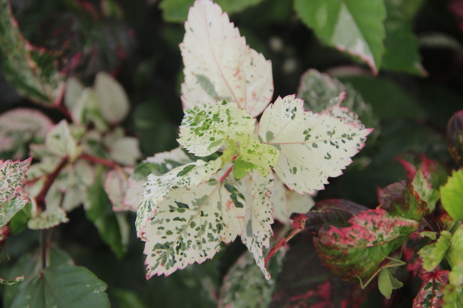 Canon EOS 600D (Rebel EOS T3i / EOS Kiss X5) sample photo. Viet nam, green, nature photography