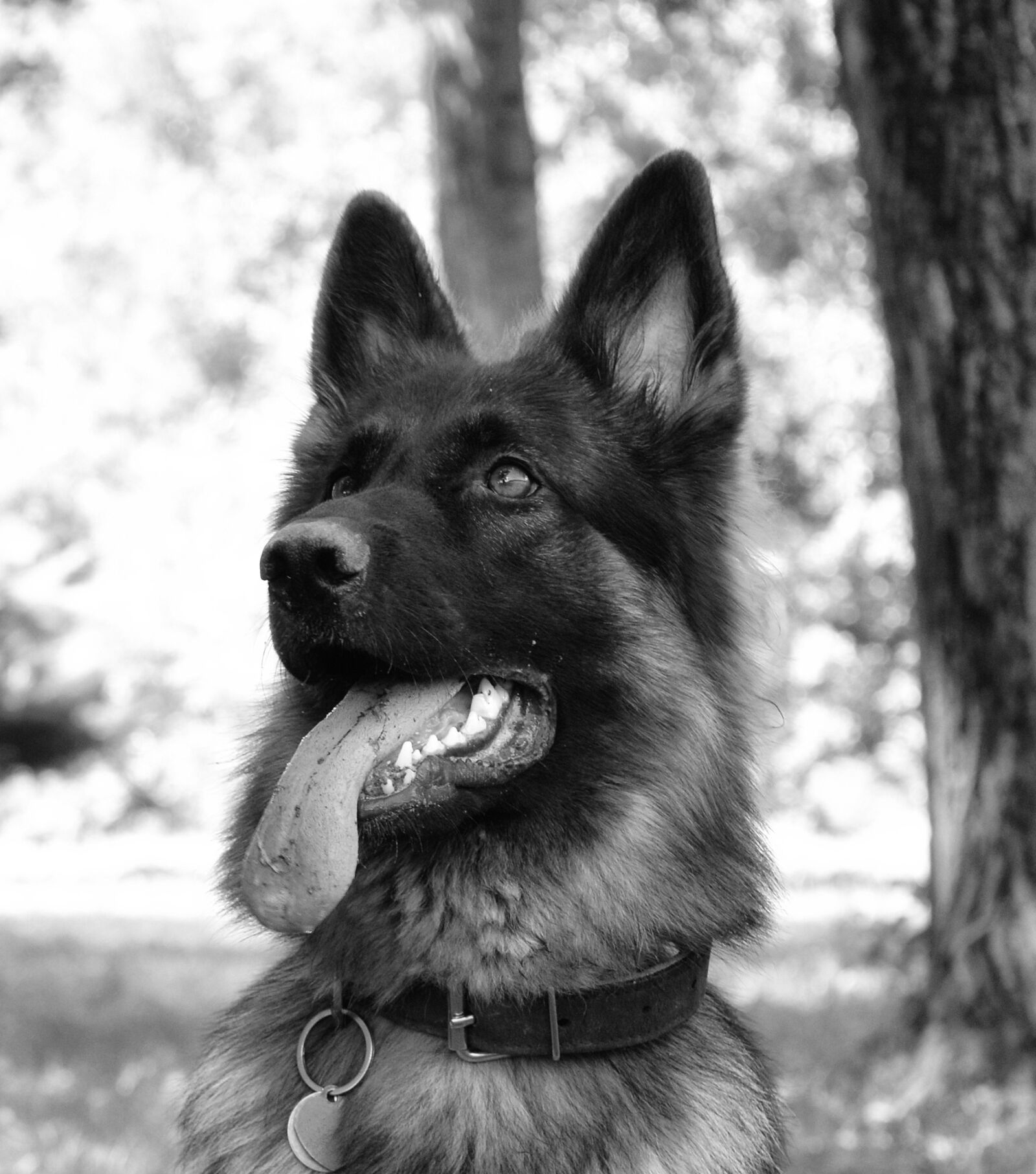 Nikon D3200 sample photo. Dog, zvierata, german ovciak photography
