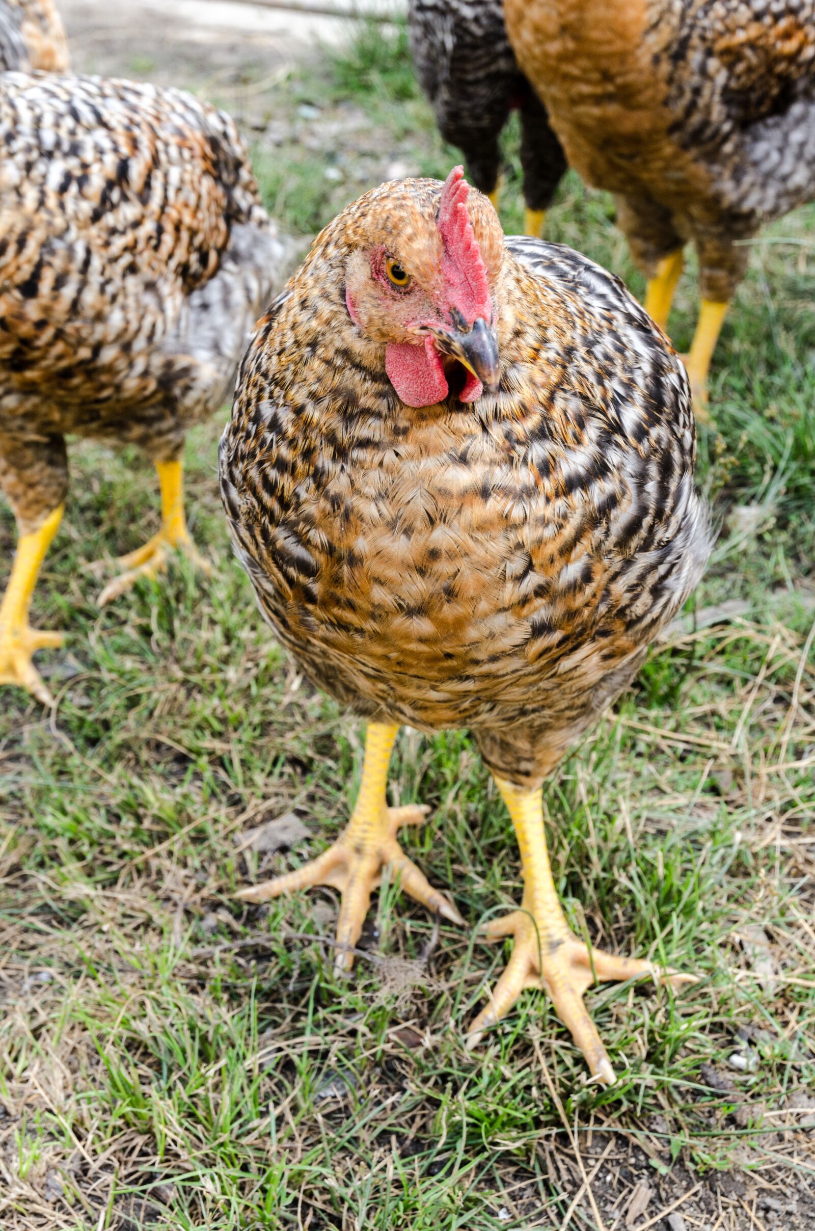 Nikon D7000 sample photo. Agriculture, pet, beak photography
