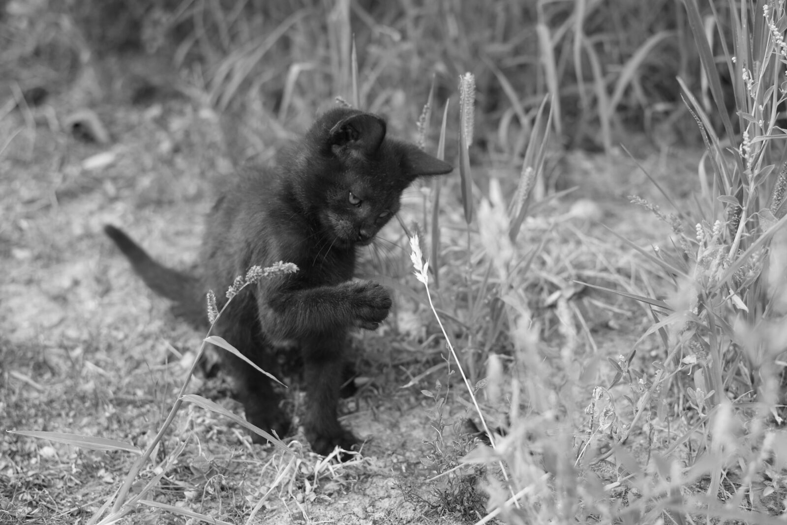 Nikon D3400 sample photo. Cat, kitty, black photography