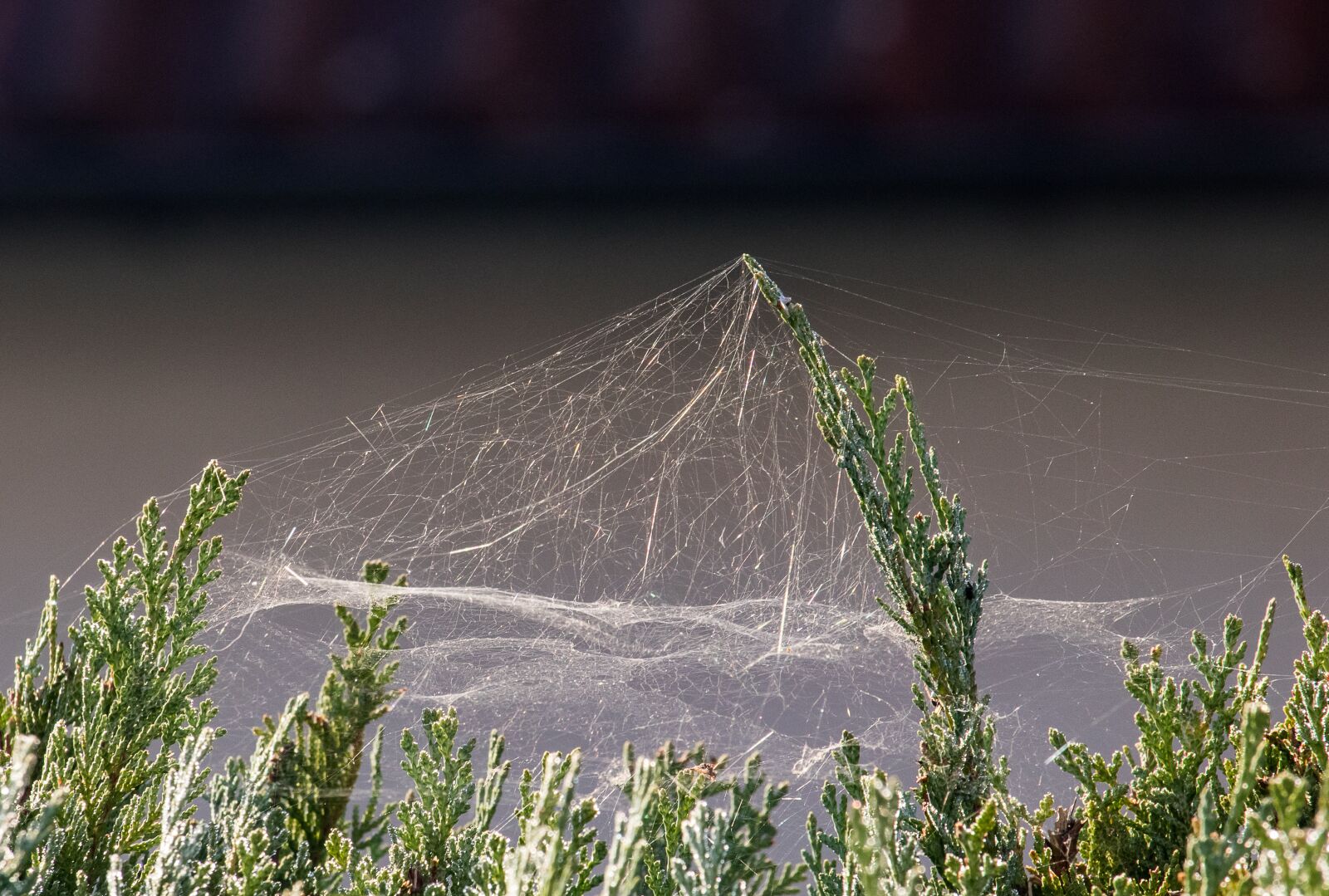Canon EF-S 55-250mm F4-5.6 IS STM sample photo. Spider webs, cobweb, web photography