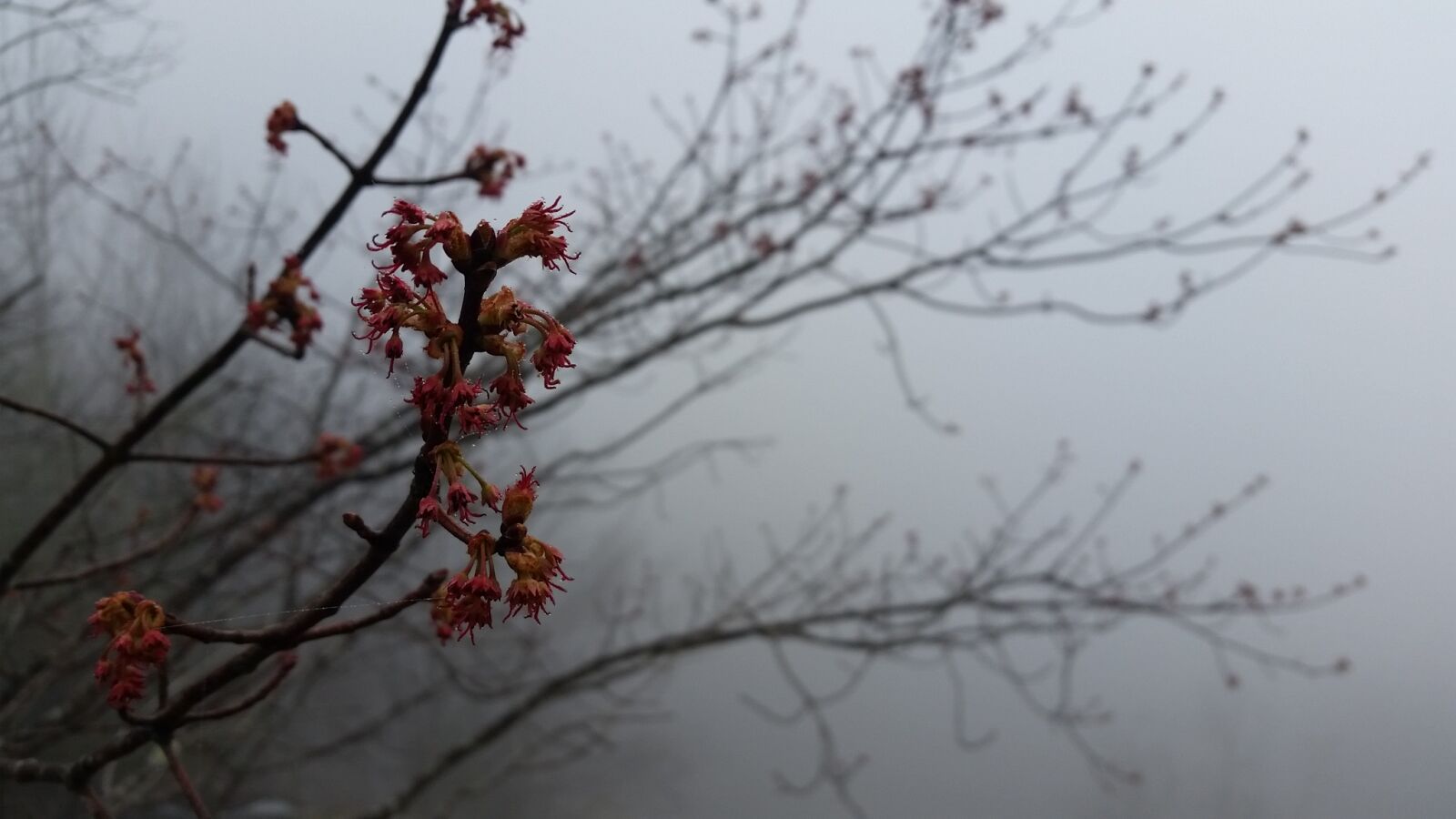 Samsung Galaxy S5 sample photo. Dark, flower, flowers, fog photography