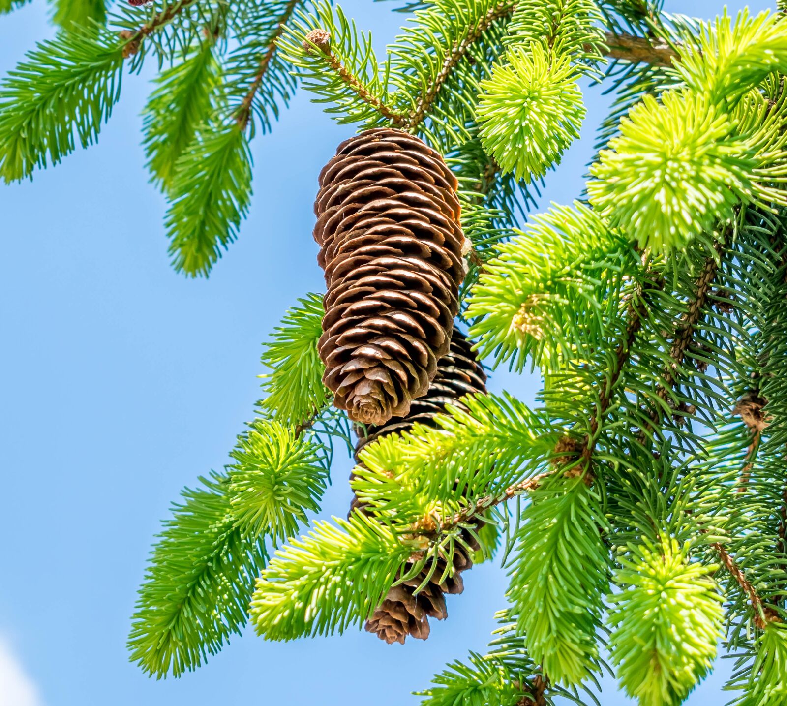 Nikon D5300 sample photo. Pine cones, fir tree photography