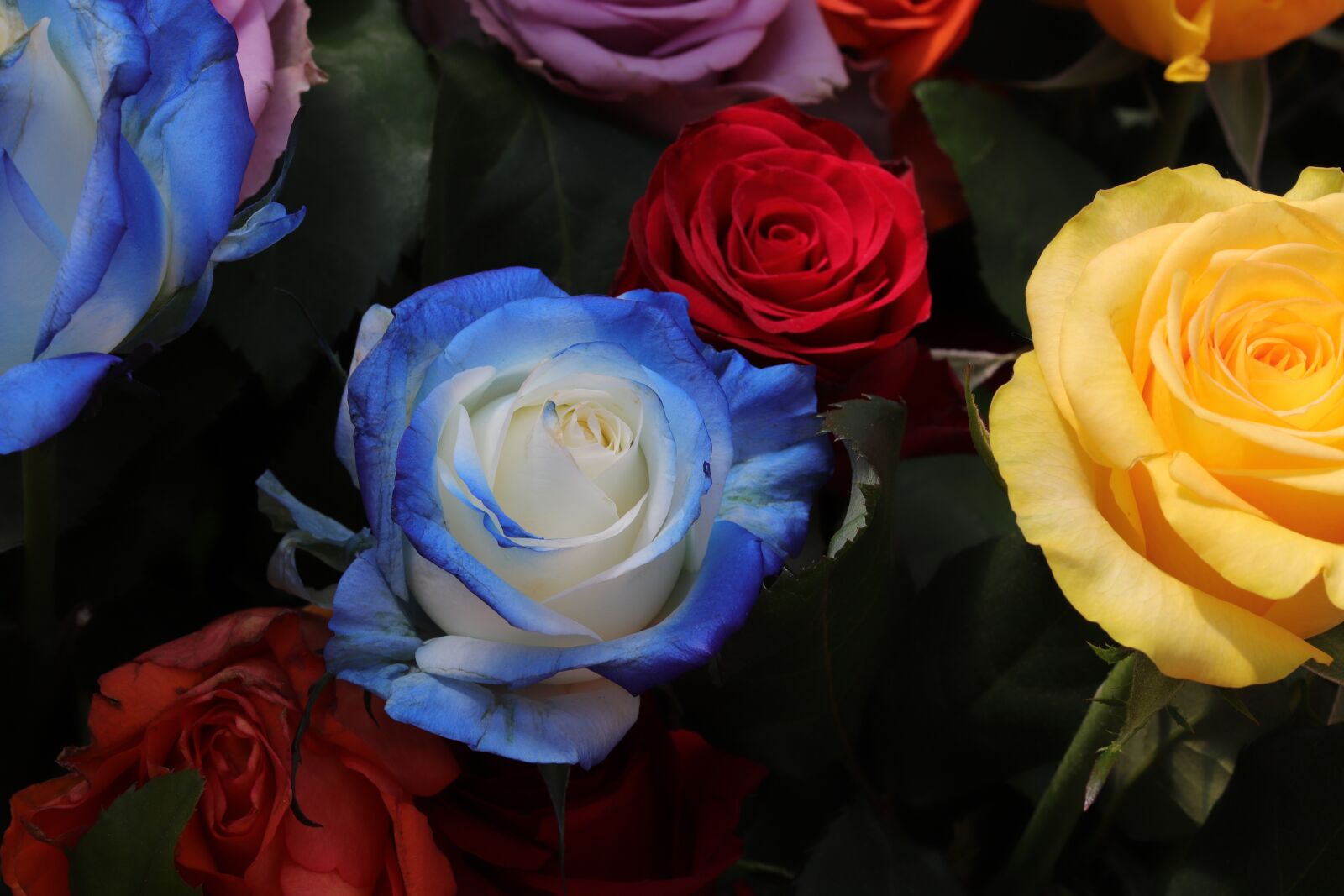 Canon EOS 6D Mark II sample photo. Rose, roses flowers, flowers photography