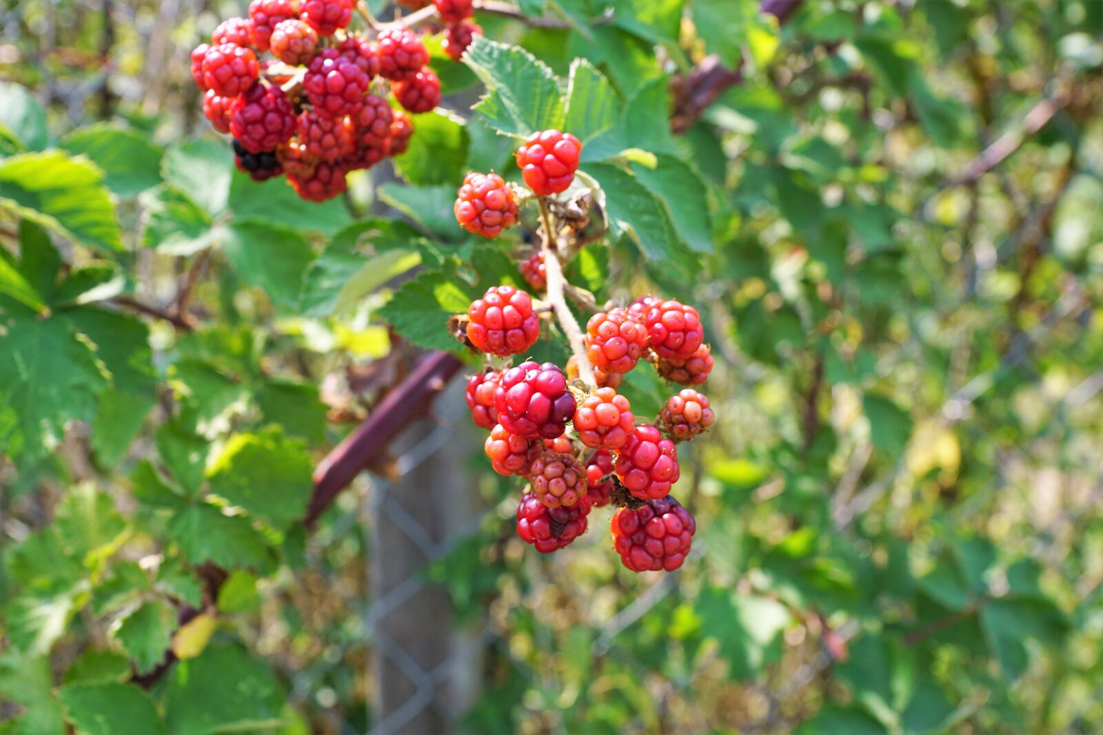 Sony ILCA-77M2 + Sony DT 16-50mm F2.8 SSM sample photo. Raspberry, tree, nature photography