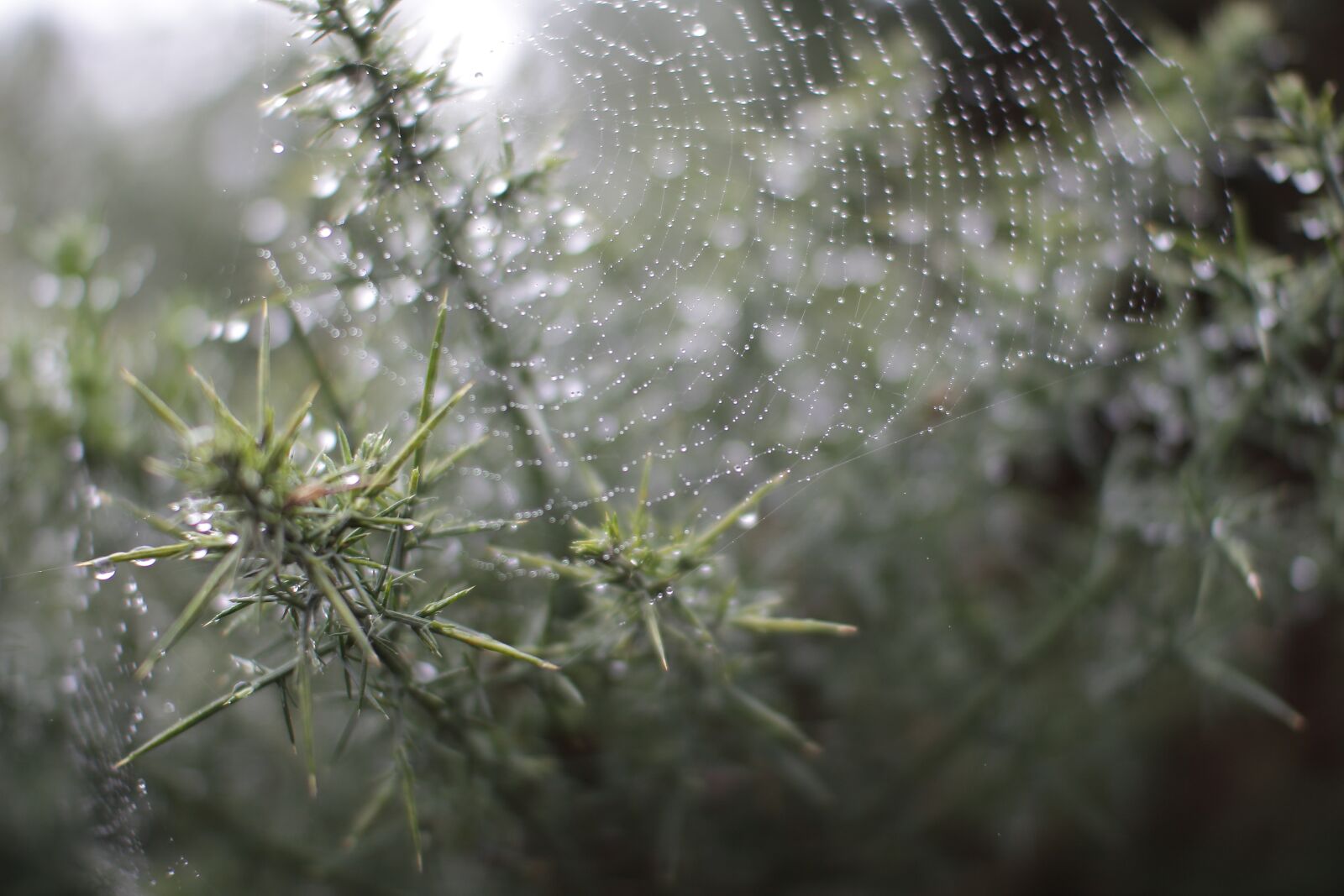 Canon EOS 650D (EOS Rebel T4i / EOS Kiss X6i) sample photo. Rain, cobweb, green photography