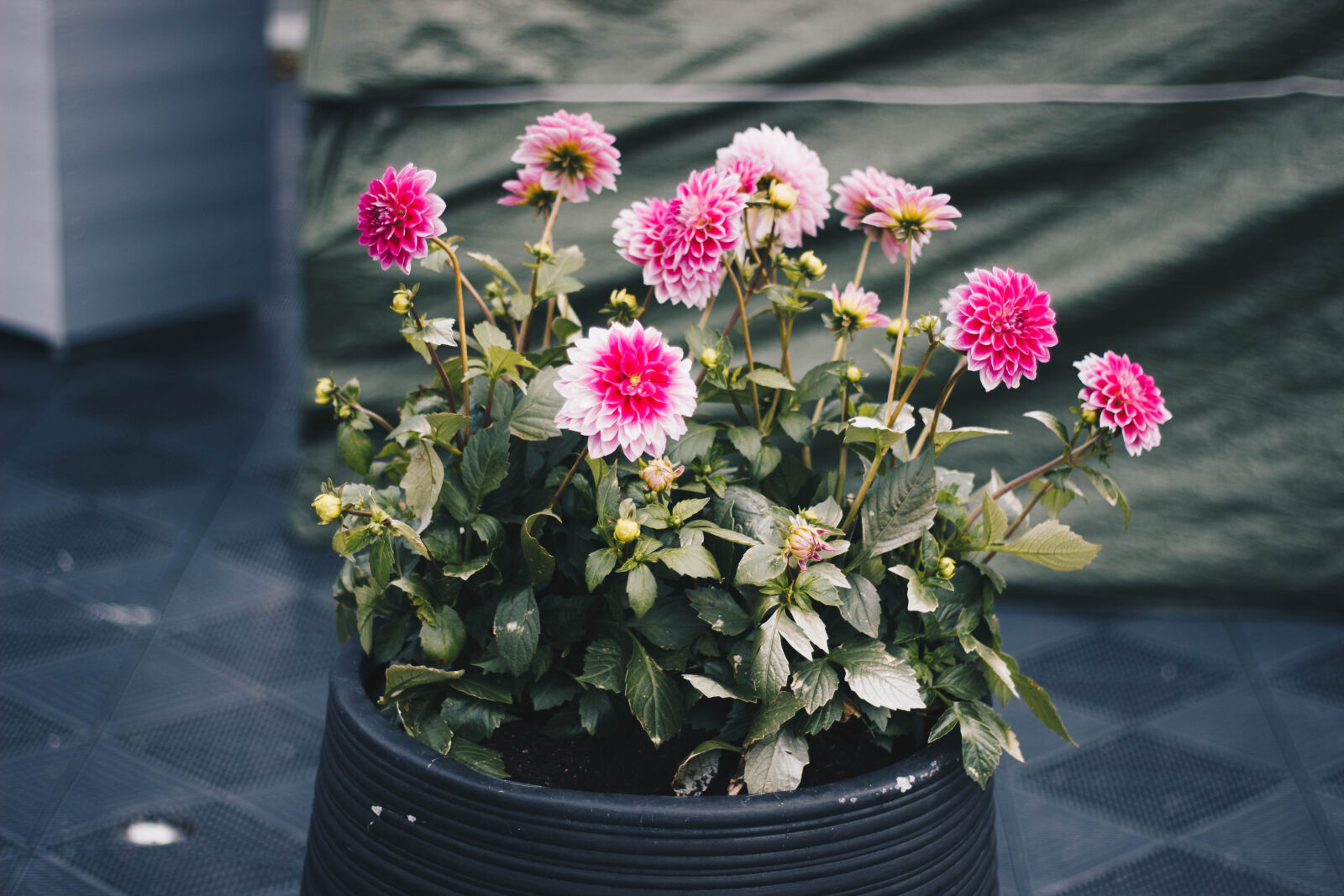 Canon EOS 600D (Rebel EOS T3i / EOS Kiss X5) sample photo. Clustered, pink, petal, flower photography