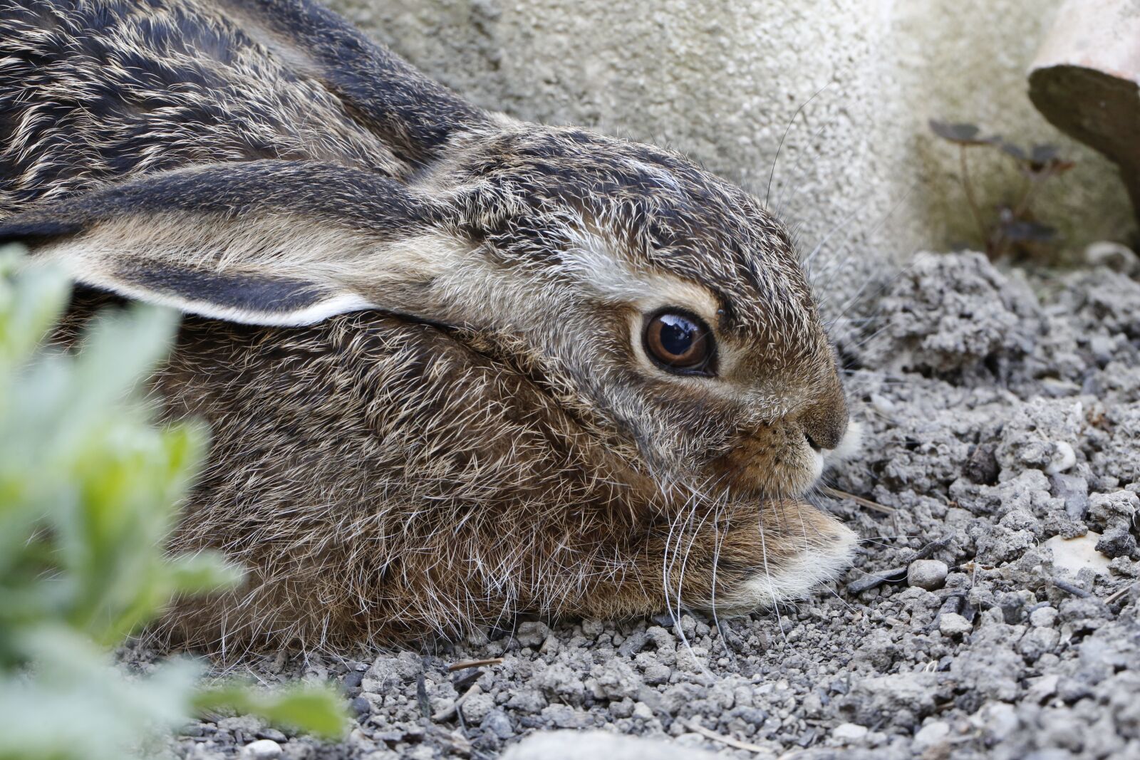 Canon EF 100mm F2.8L Macro IS USM sample photo. Hare, meister lampe, nature photography