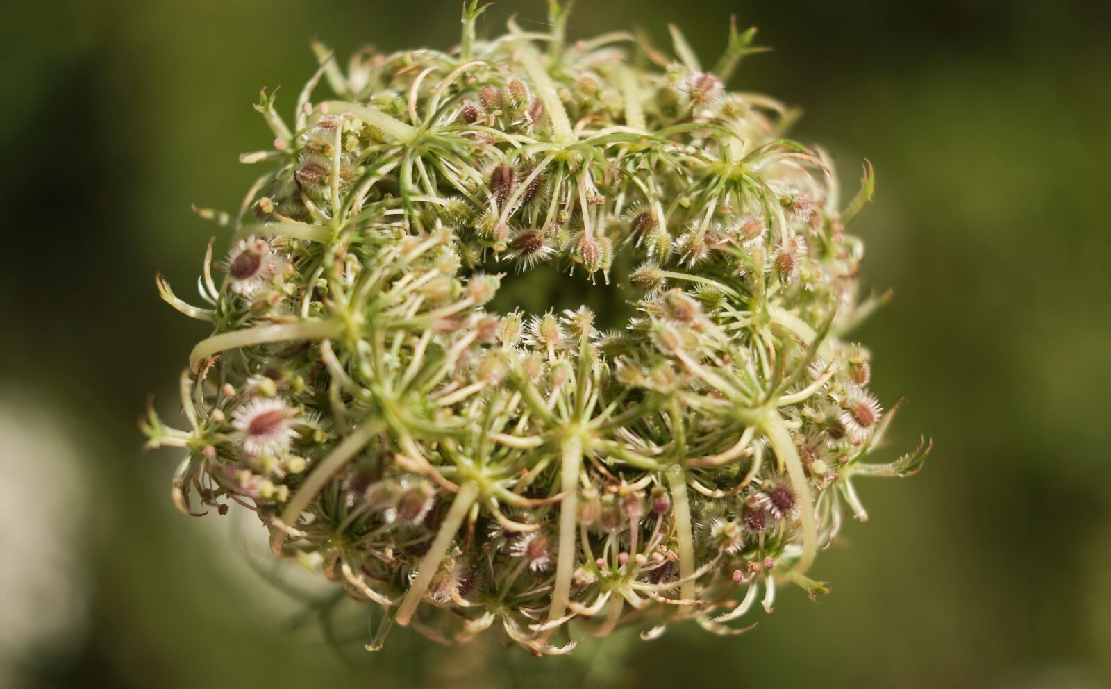 Fujifilm XF 18-55mm F2.8-4 R LM OIS sample photo. Wild carrot, carrot, bud photography