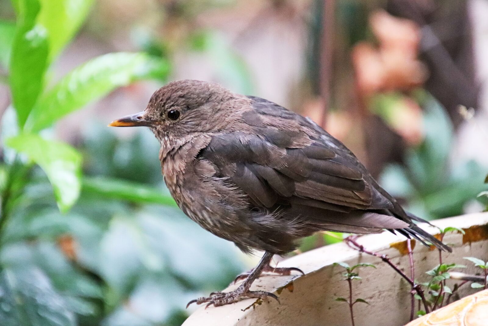 Canon EOS 800D (EOS Rebel T7i / EOS Kiss X9i) sample photo. Bird, blackbird, baby photography