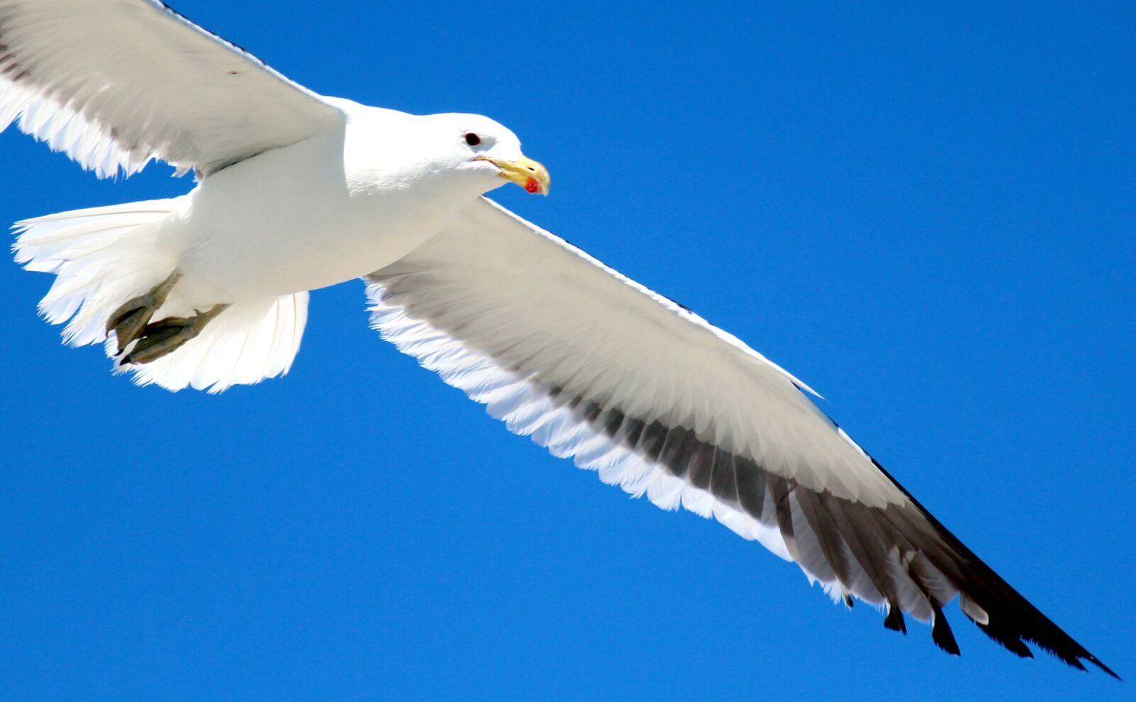 Canon EOS 650D (EOS Rebel T4i / EOS Kiss X6i) sample photo. Gull, flight, sky photography