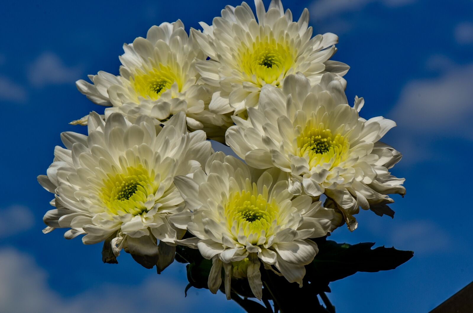 Nikon D7000 sample photo. Chrysanthemums, garden, yellow photography