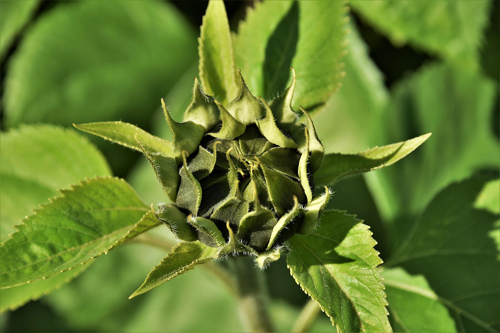 Nikon D750 sample photo. Sunflower bud, green, closed photography