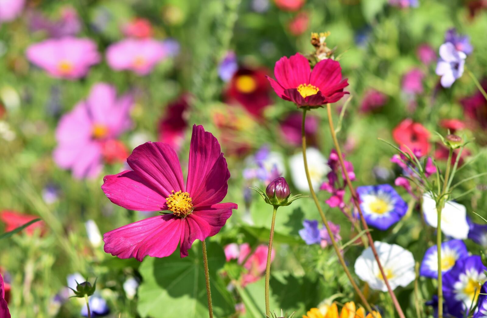Nikon D7200 sample photo. Flower meadow, flowers, wildflowers photography