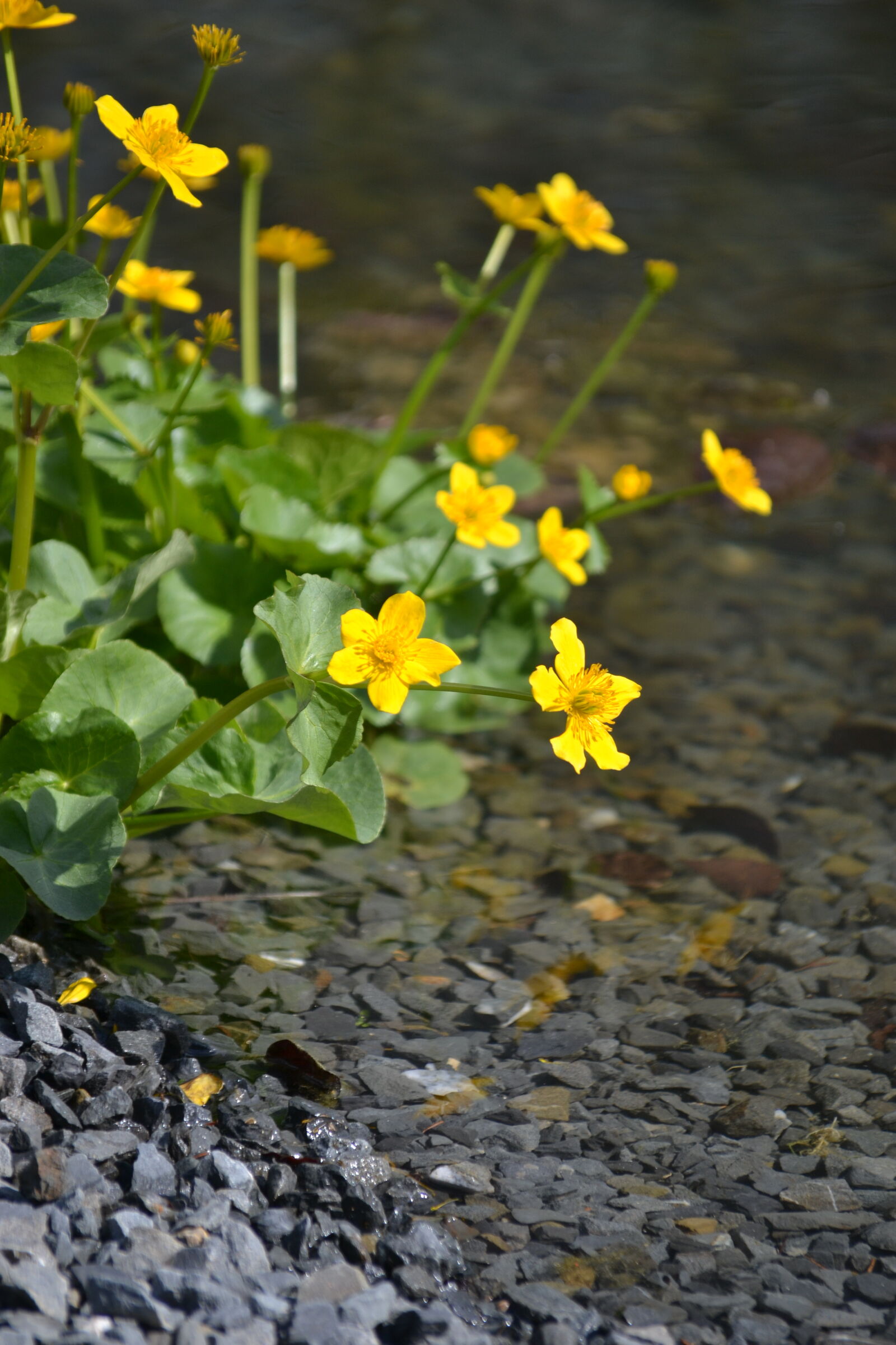 Nikon D3100 sample photo. Blossoming, blossoms, brook, riverside photography