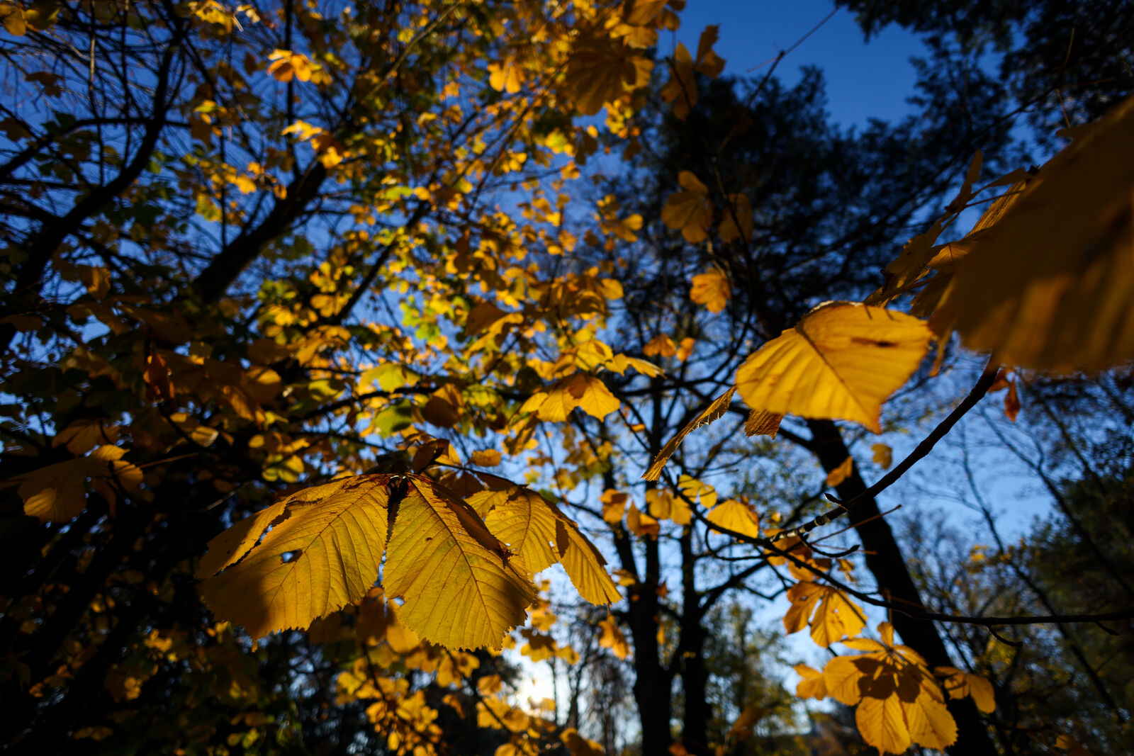 Canon RF 16mm F2.8 STM sample photo. Autumn leaves photography