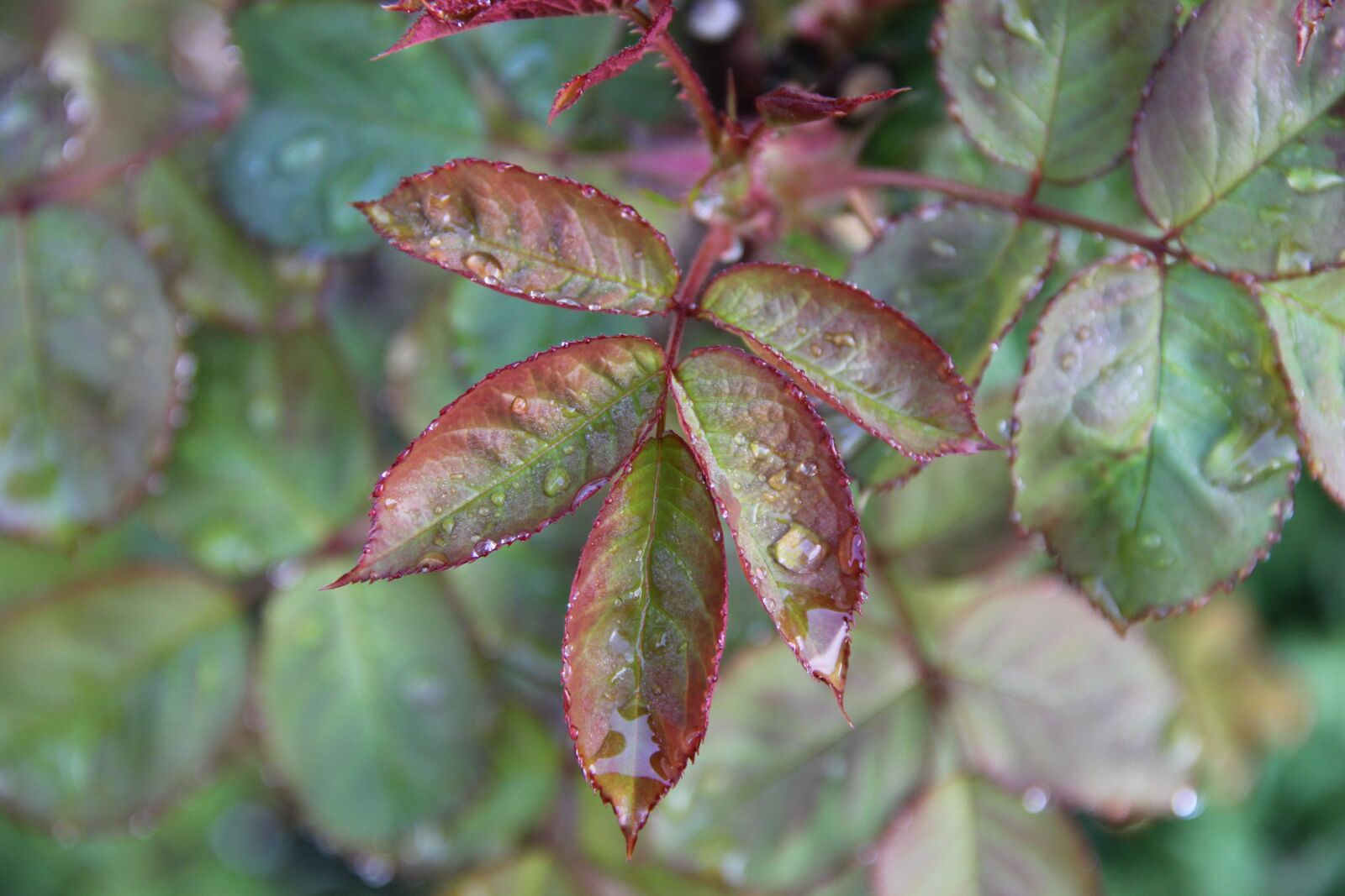 Canon EOS 60D sample photo. Nature, rain photography