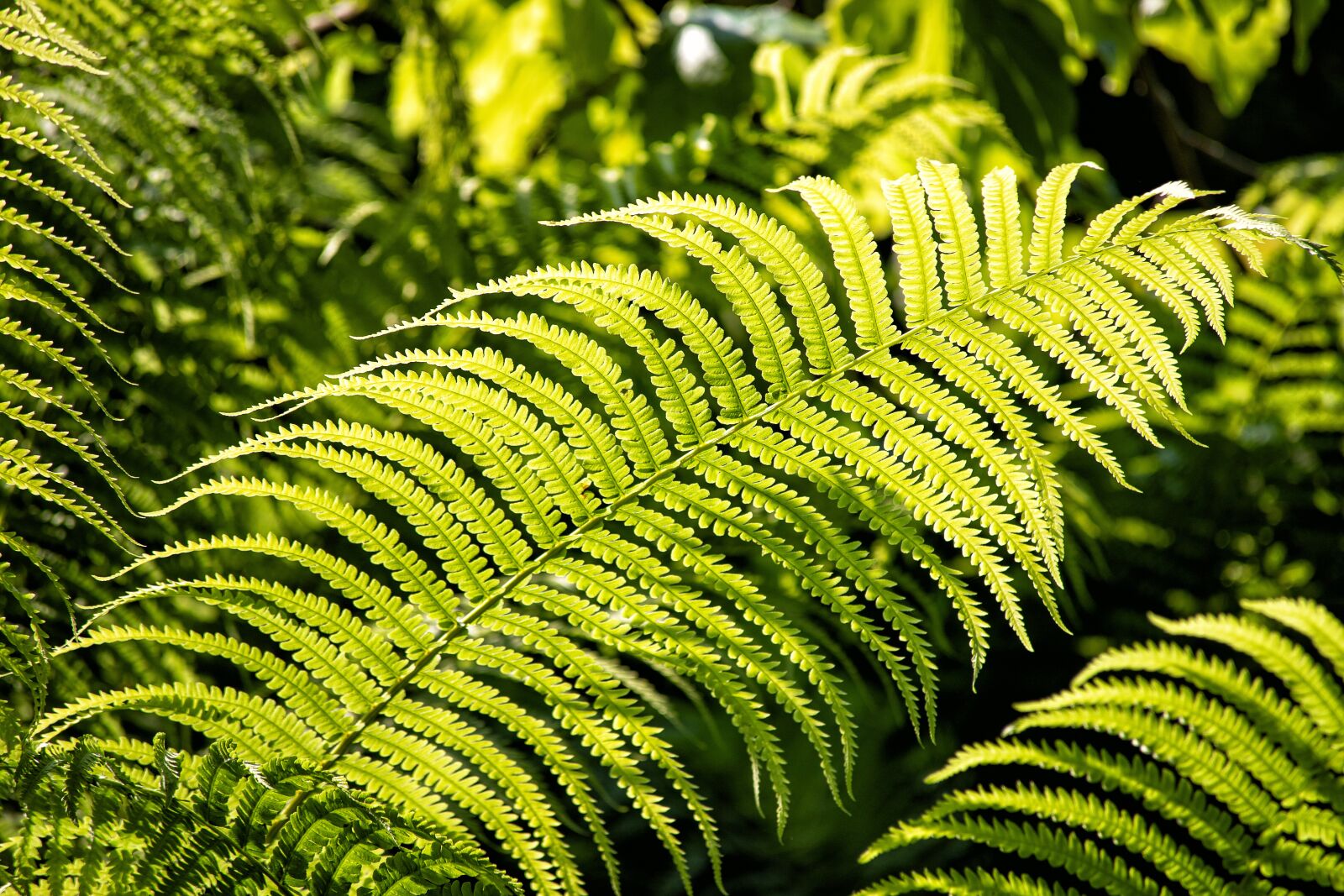 Canon EF 70-300mm F4-5.6 IS USM sample photo. Fern, plant, leaf photography