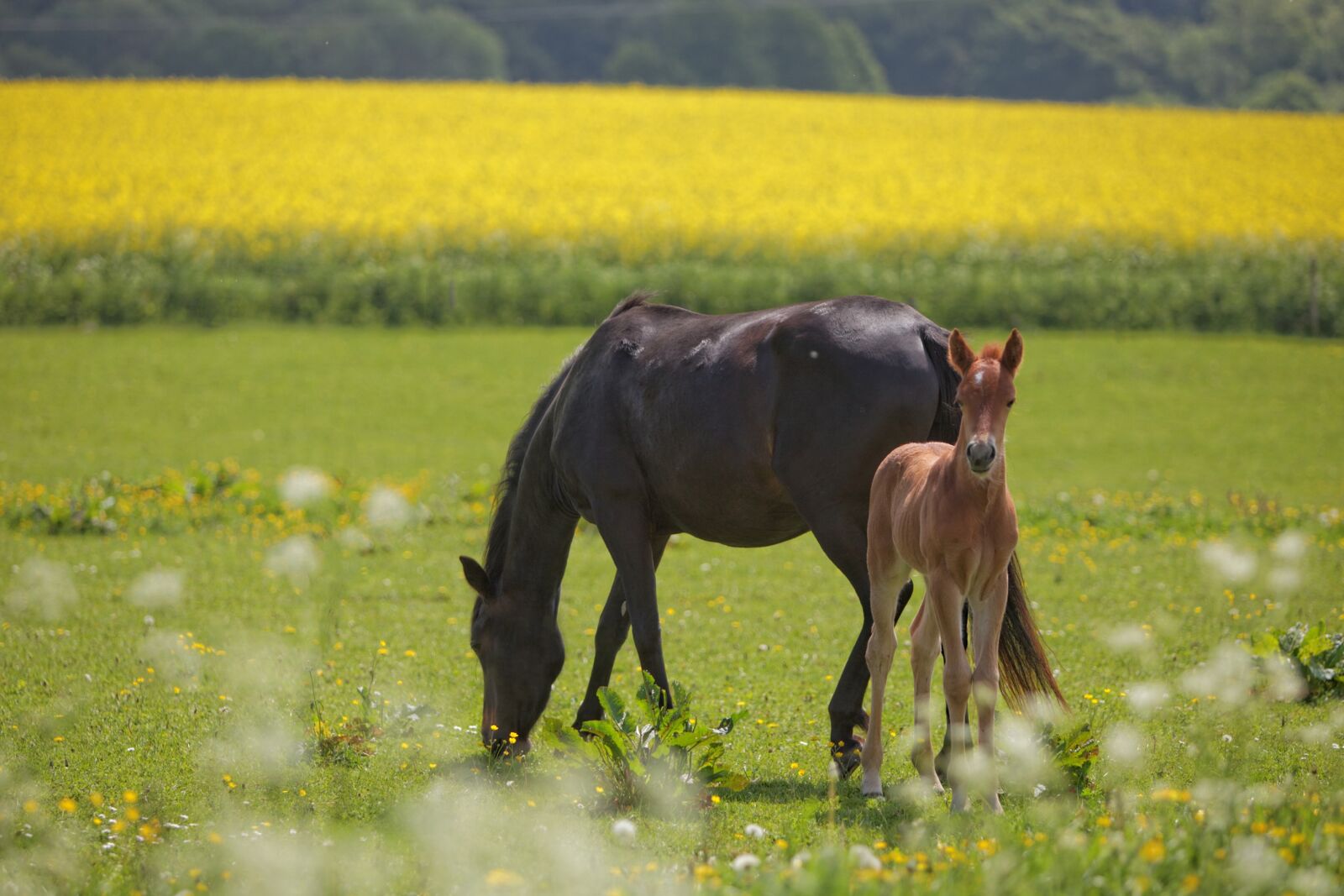 Canon EOS 5D Mark II sample photo. Horse, foal, mark photography