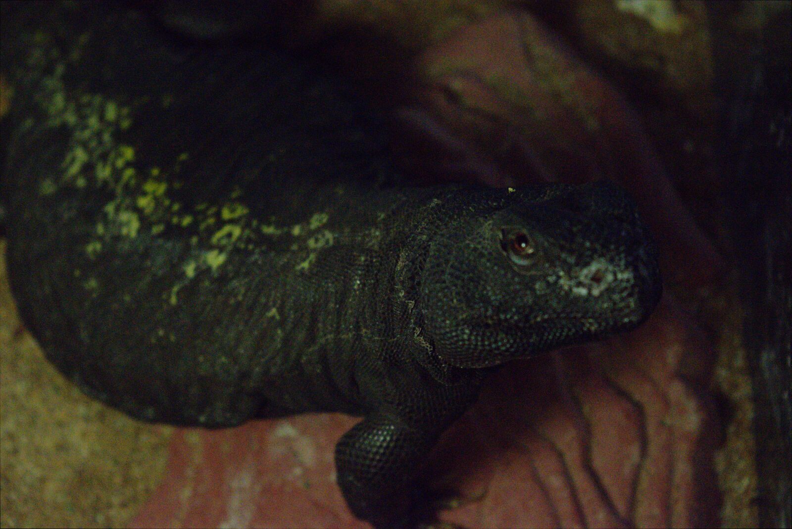 Nikon D3300 sample photo