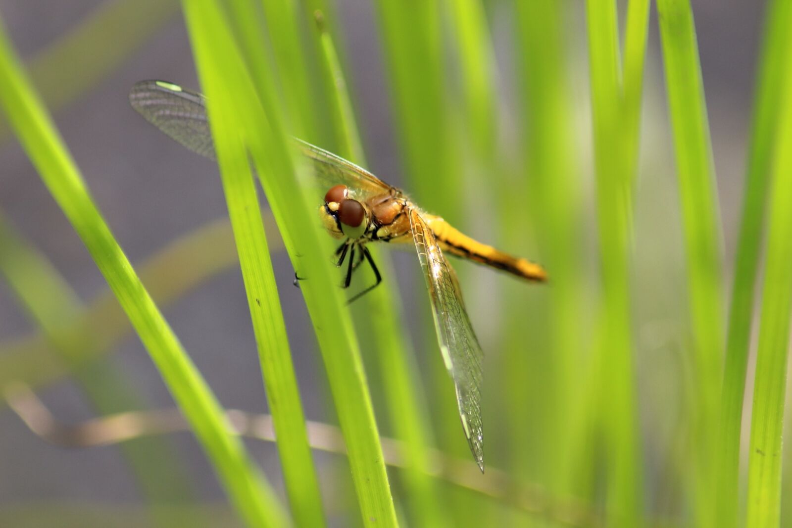 Canon EOS 1200D (EOS Rebel T5 / EOS Kiss X70 / EOS Hi) sample photo. Insect, nature, dragonfly photography