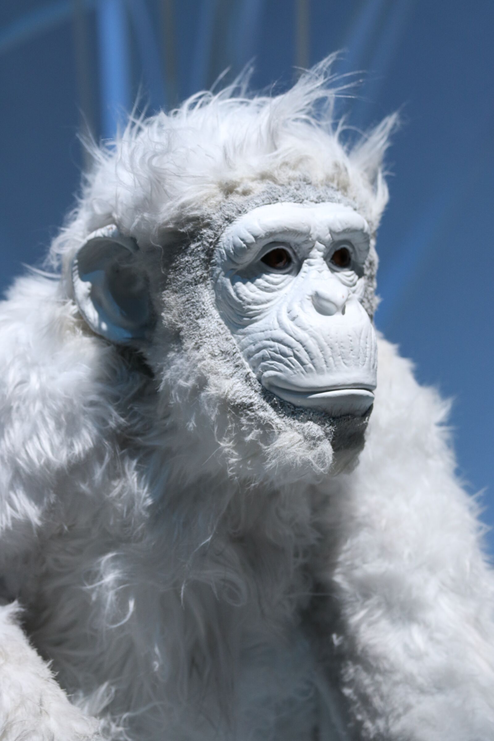 Canon EF 70-300mm F4-5.6 IS USM sample photo. Monkey, white, animal photography
