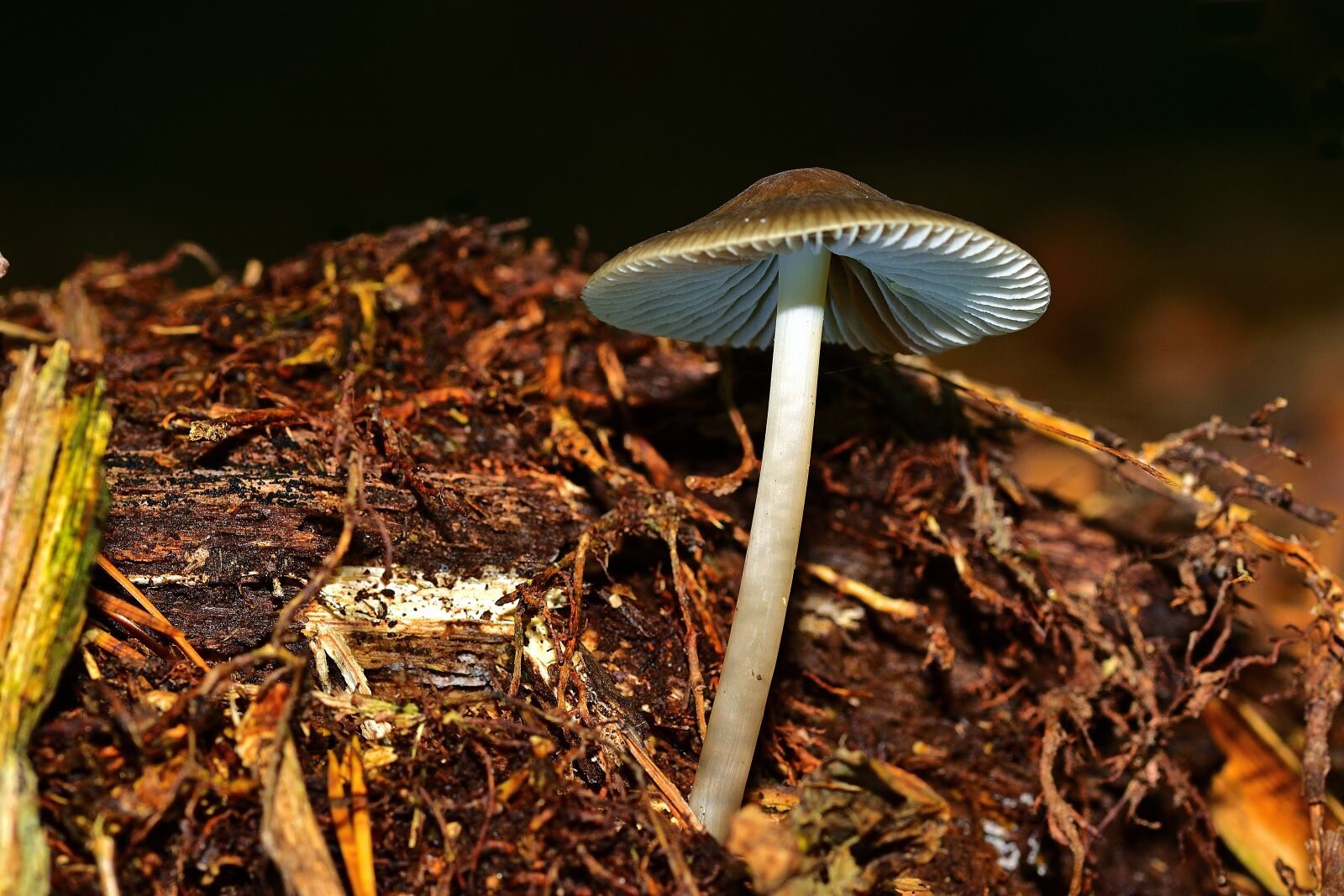 Nikon D5200 sample photo. Forest, screen fungus, tree photography