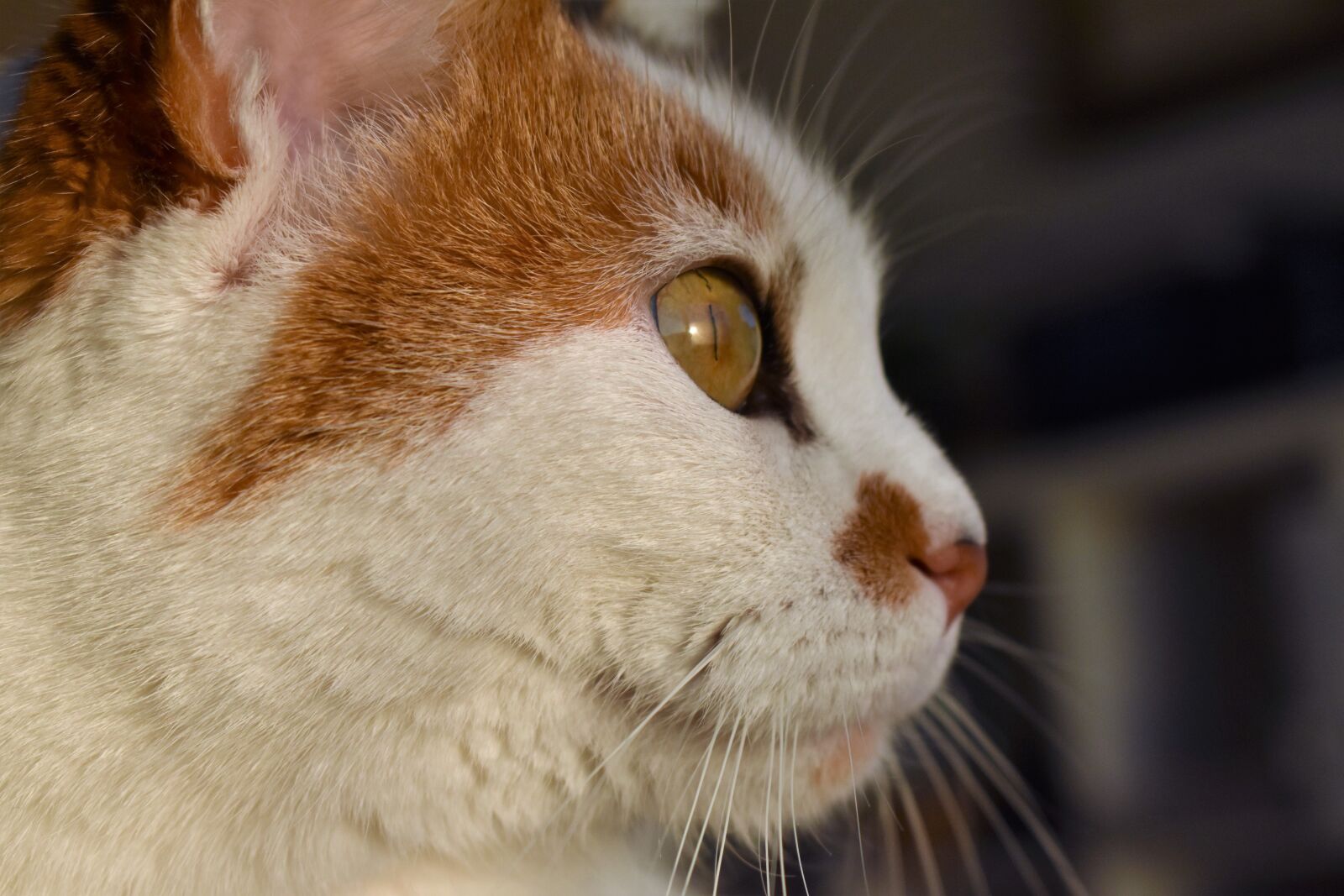 Nikon D5500 sample photo. Cat, white, animal photography