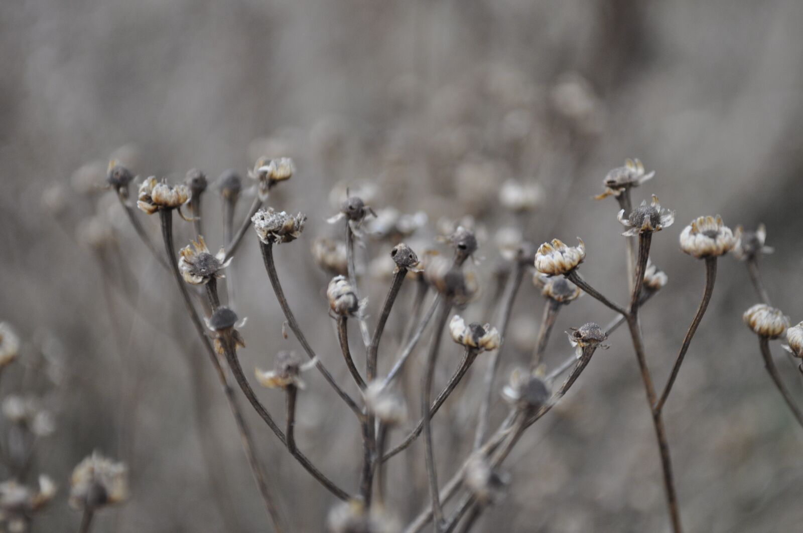 Nikon D5000 sample photo. Flower, plant, nature photography