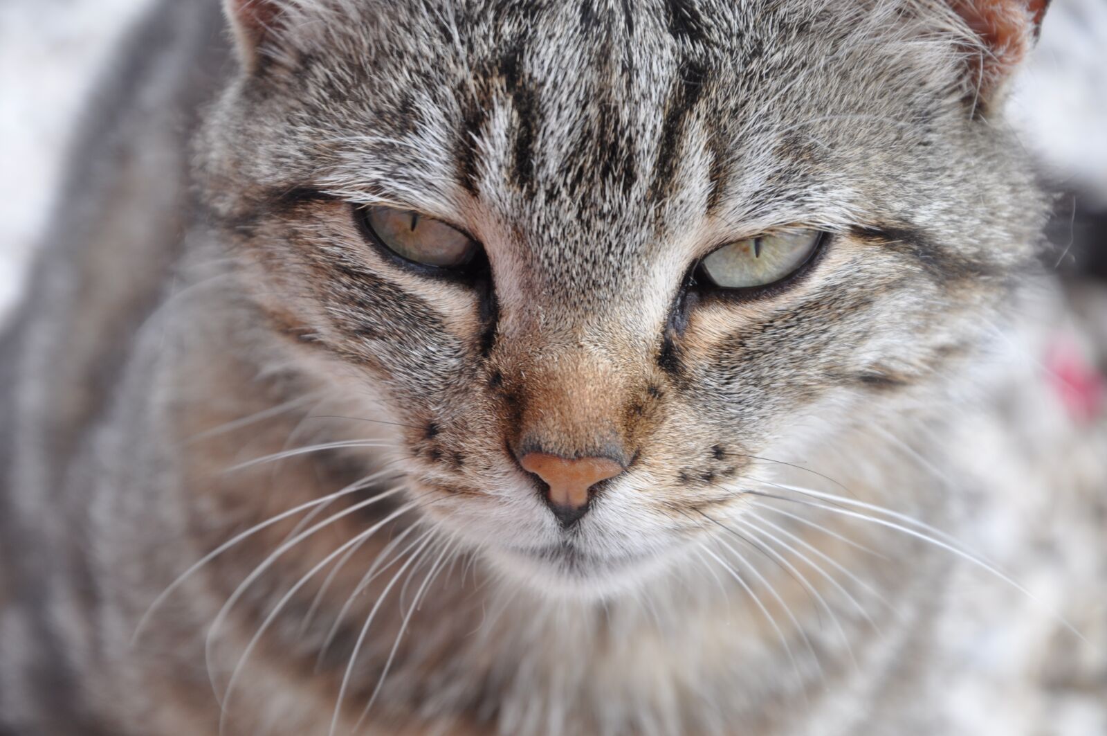 Nikon D90 sample photo. Cat, view, animal photography