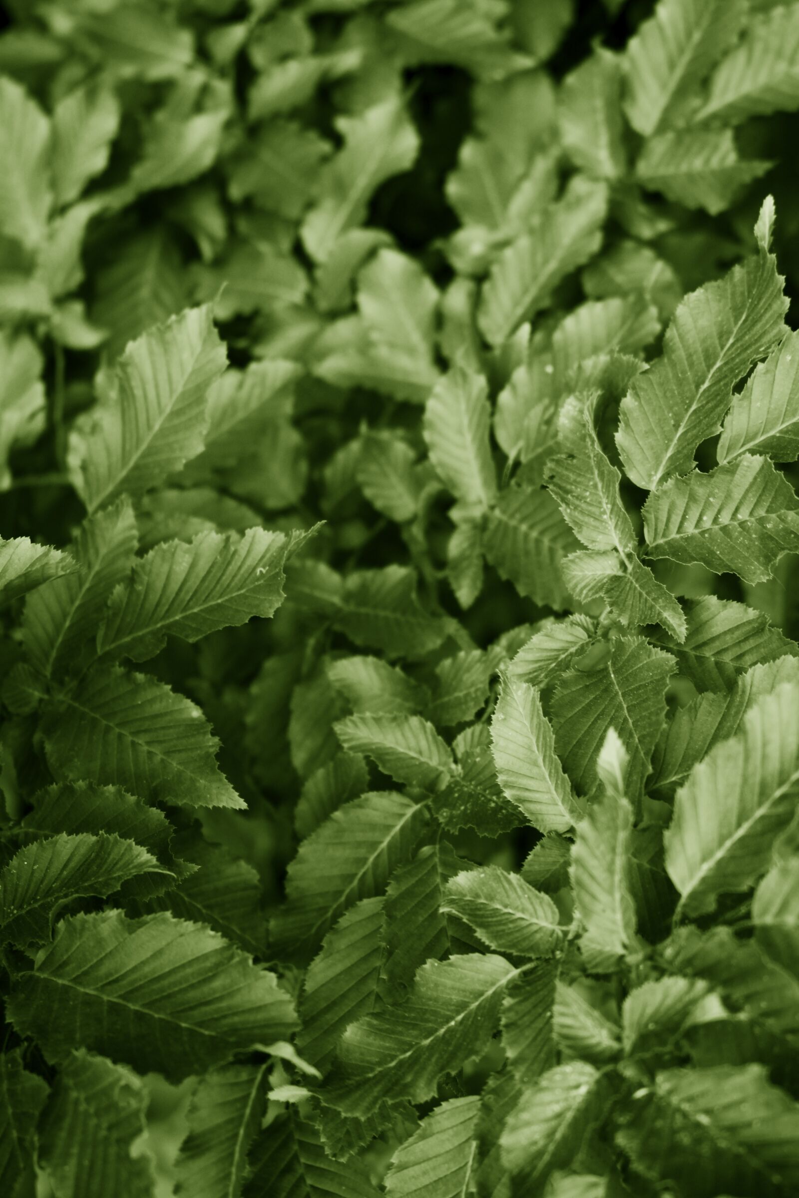Canon EOS 500D (EOS Rebel T1i / EOS Kiss X3) sample photo. Foliage, holidays, nature photography