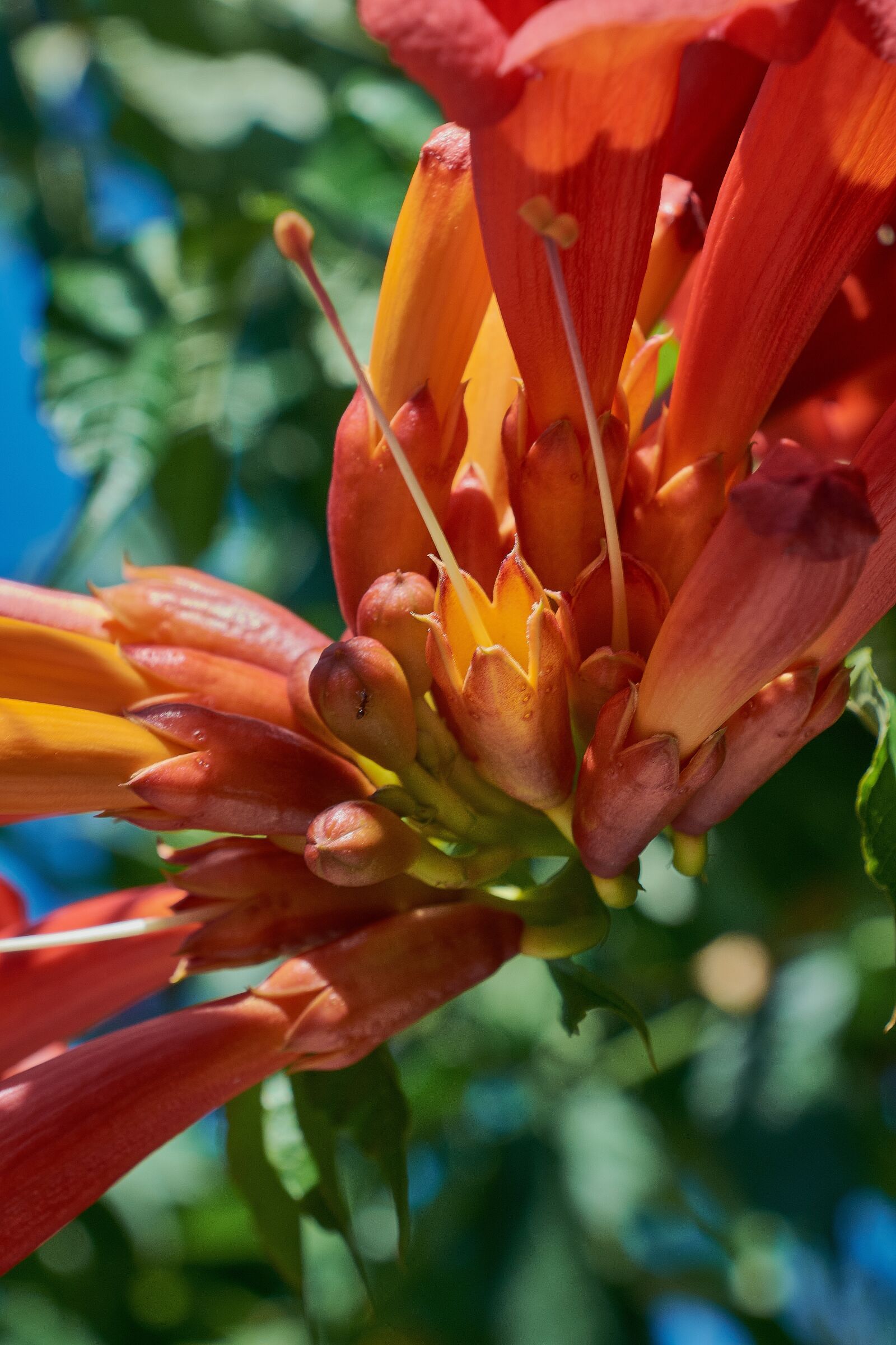 Nikon D7200 sample photo. Grandiflora, garden, petals photography