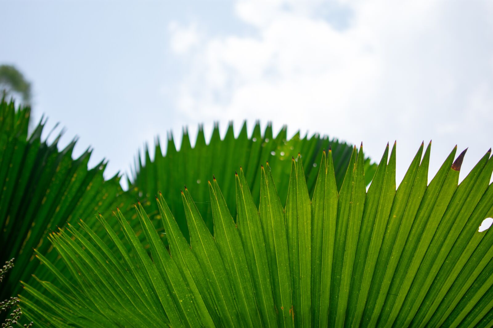 Nikon D3400 sample photo. Green and blue, leaves photography