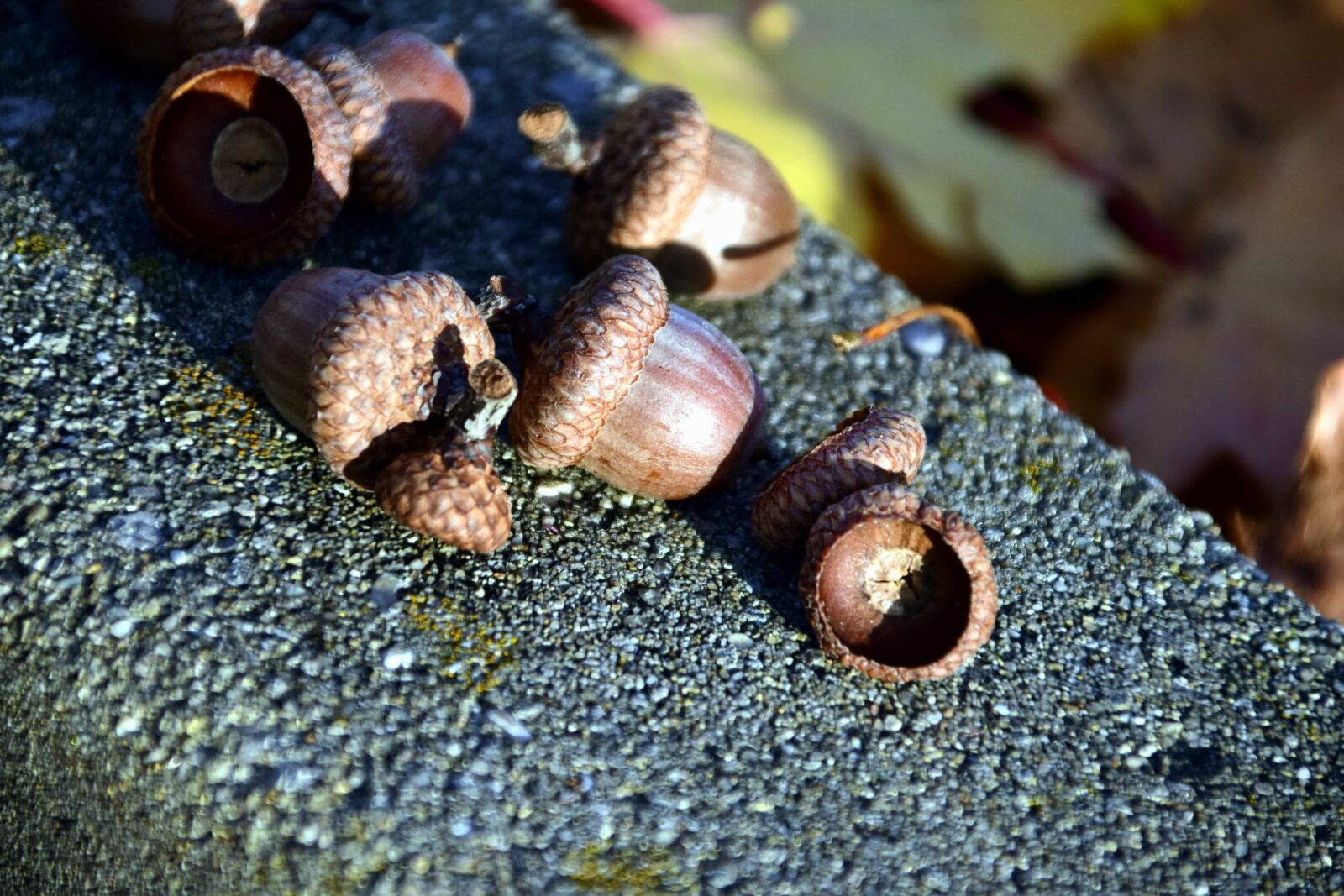 Nikon D3300 sample photo. Wood, acorn, brown, food photography