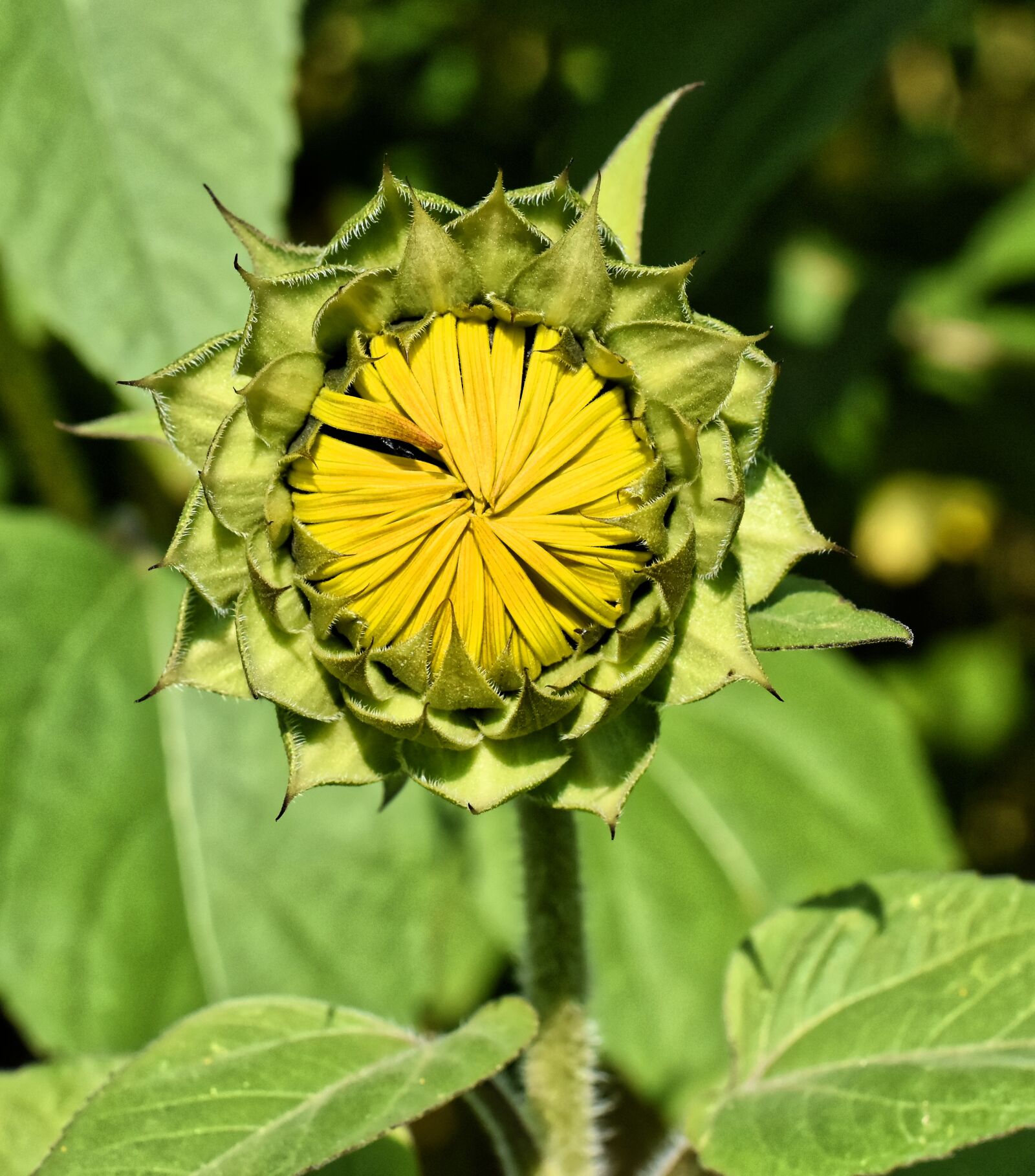 Nikon D7200 sample photo. Sunflower, summer, garden photography
