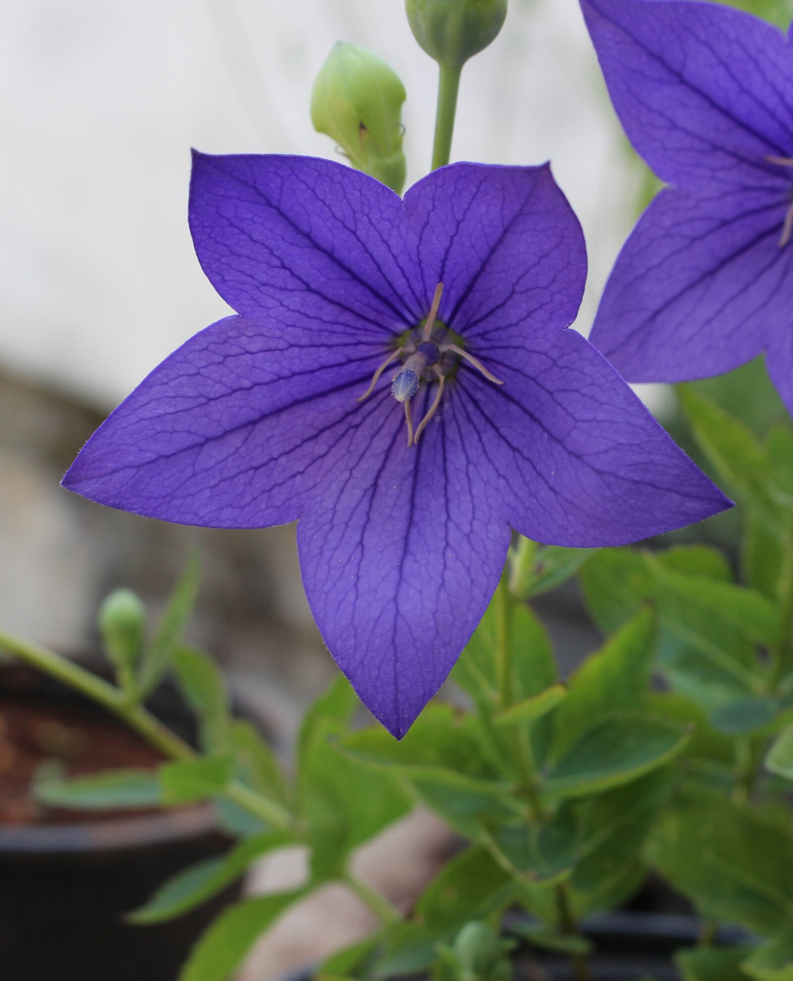 Canon EOS 700D (EOS Rebel T5i / EOS Kiss X7i) sample photo. Japanese bellflower, bellflower, flower photography