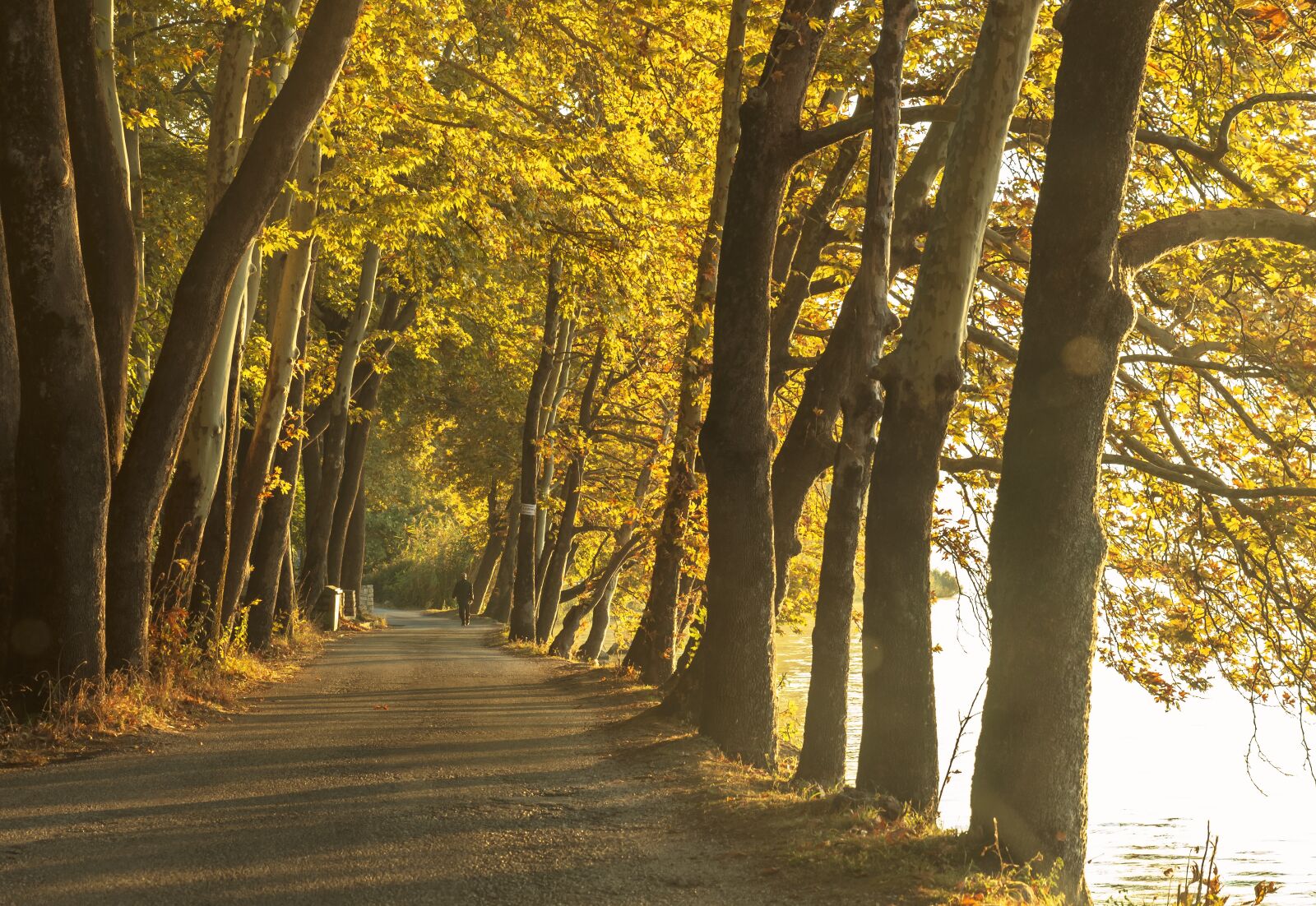Tamron SP 24-70mm F2.8 Di VC USD sample photo. Trees, road, landscape photography