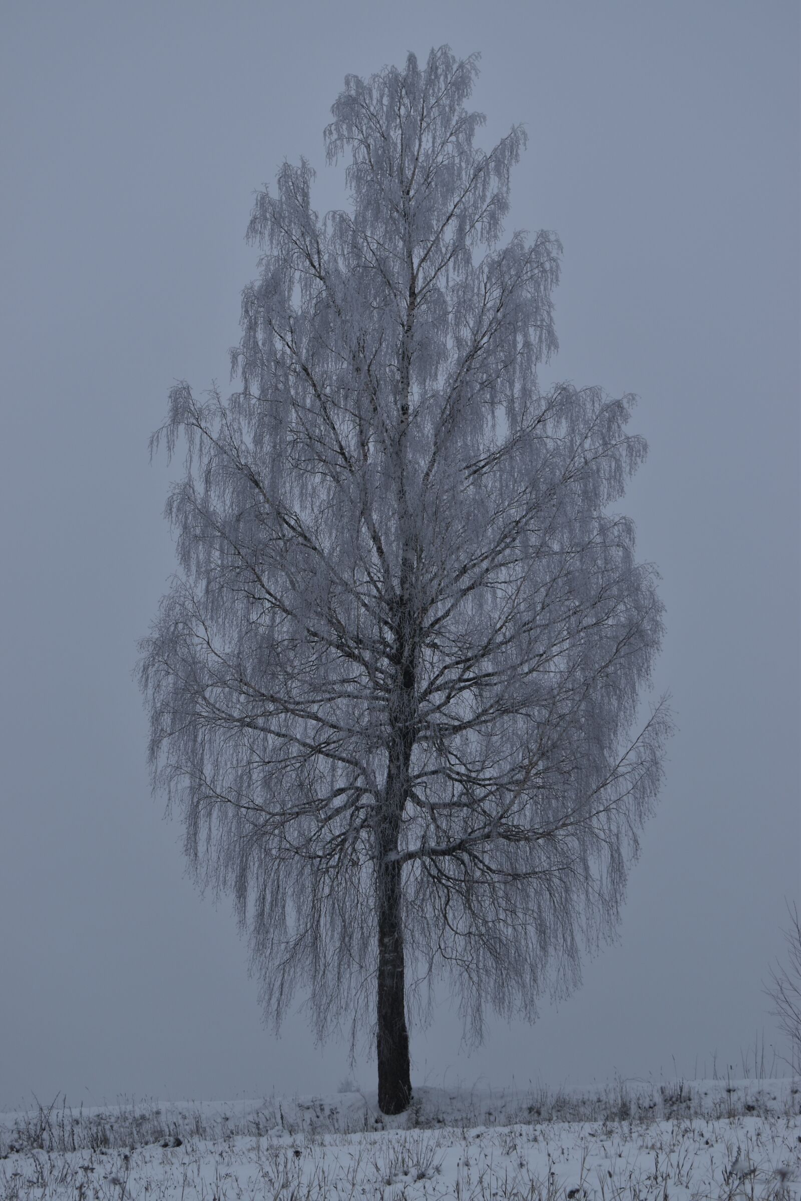 Nikon D5600 sample photo. Tree, winter, snow photography