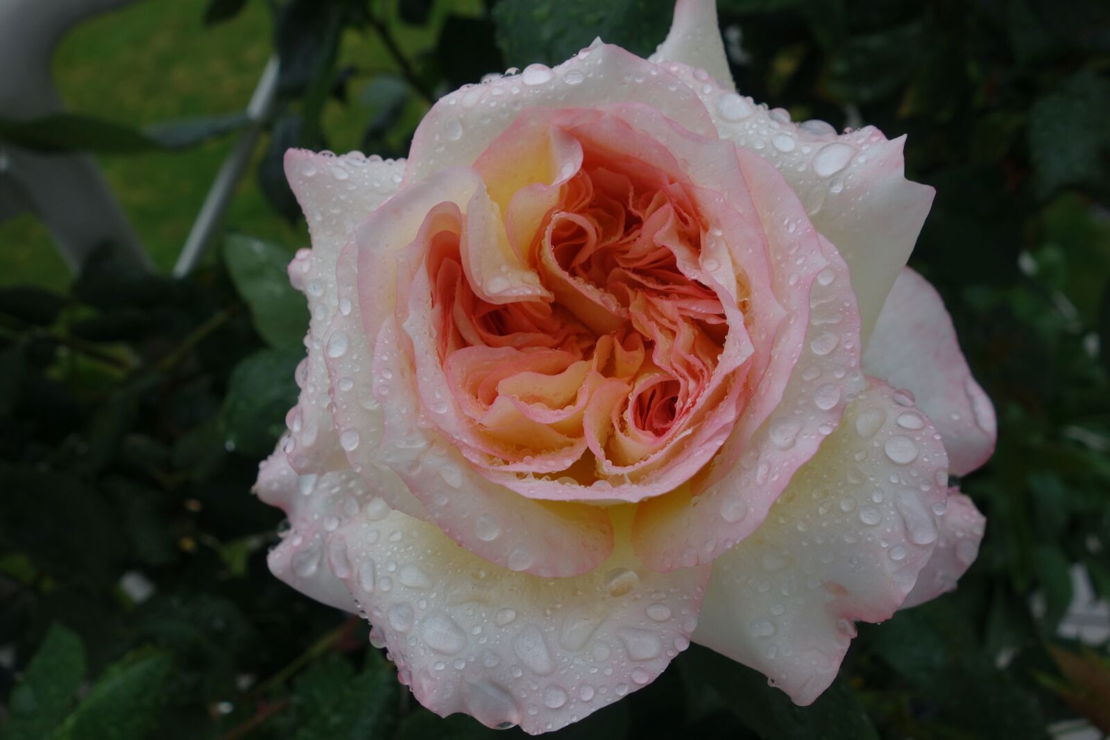 Sony Cyber-shot DSC-RX100 sample photo. Rose, raindrop, nature photography