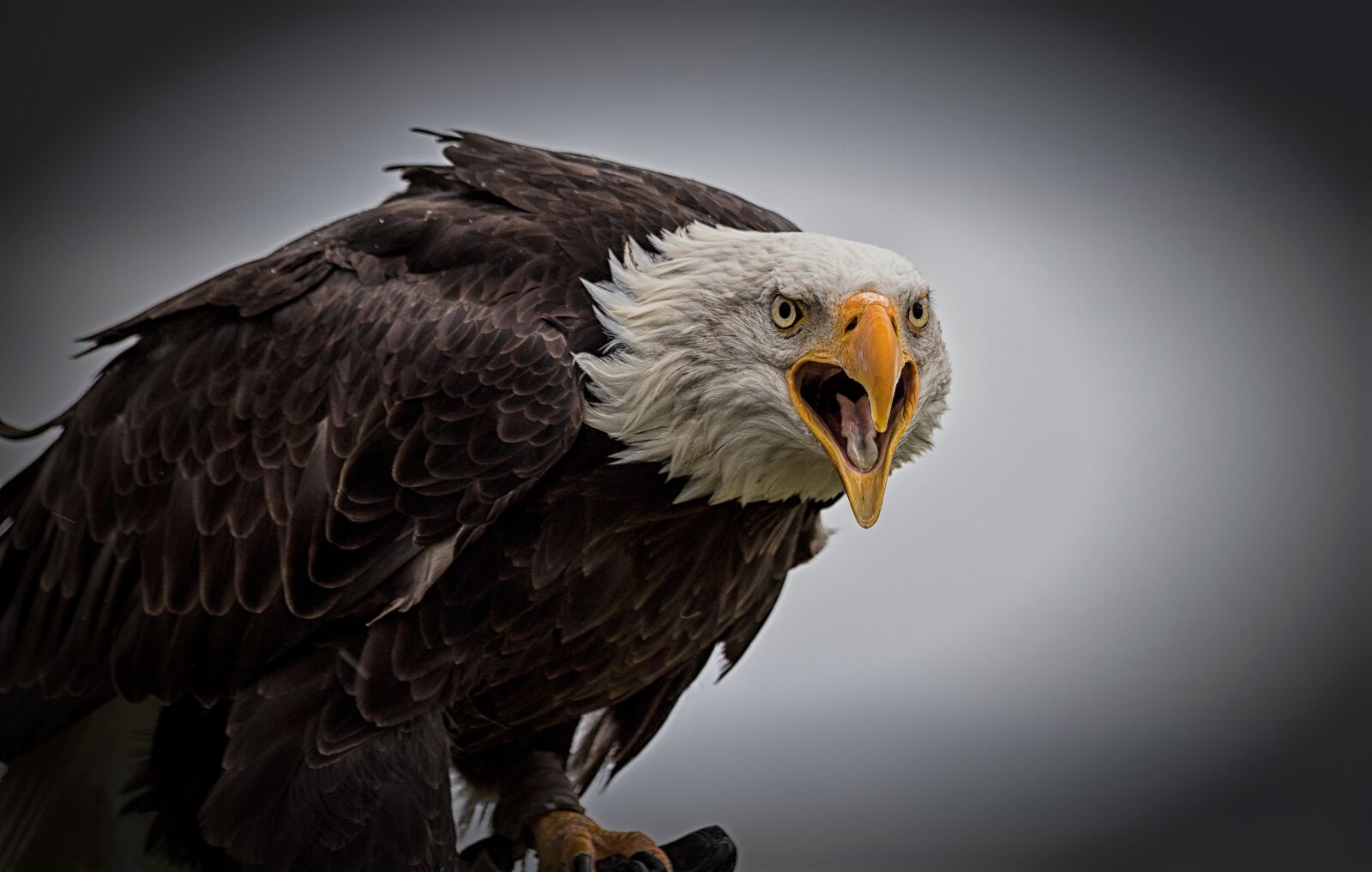 Canon EOS 6D Mark II sample photo. Bald eagle, bird, bird photography