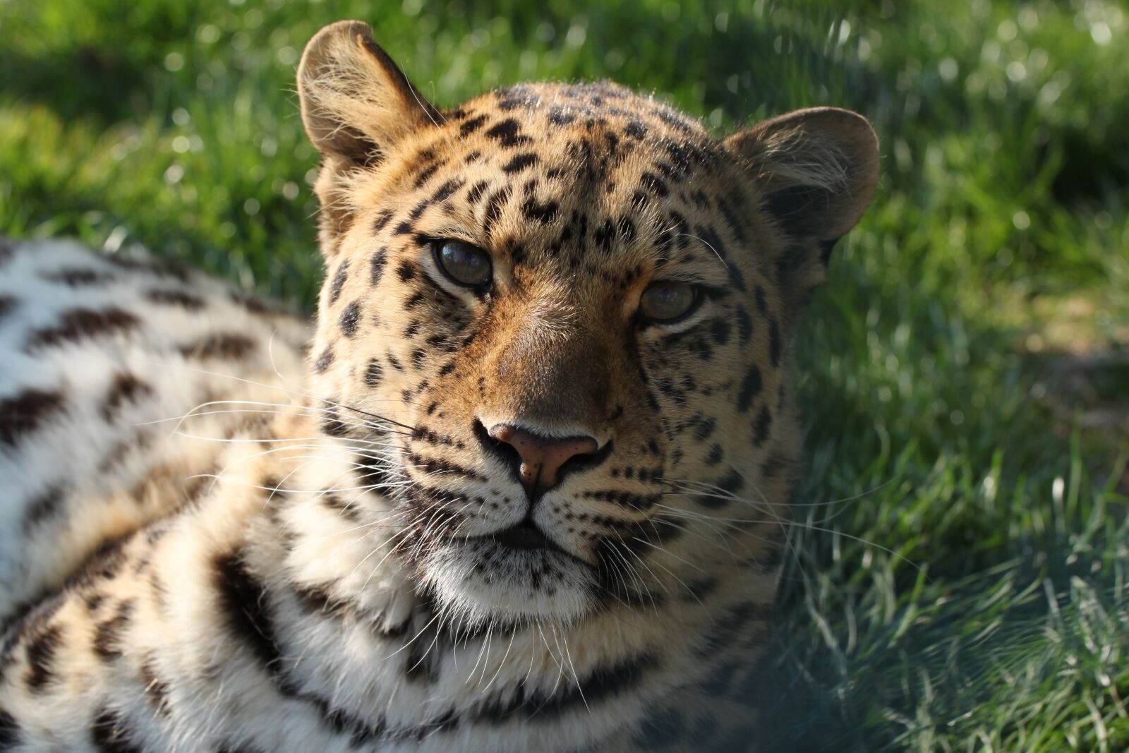 Canon EOS 500D (EOS Rebel T1i / EOS Kiss X3) sample photo. Leopard, cat, animal photography