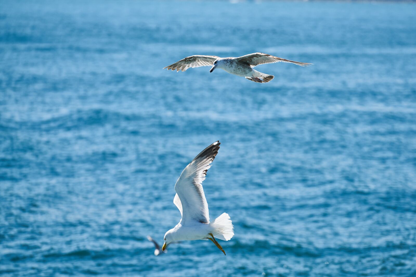 Sony FE 70-200mm F4 G OSS sample photo. March, gulls, bird photography