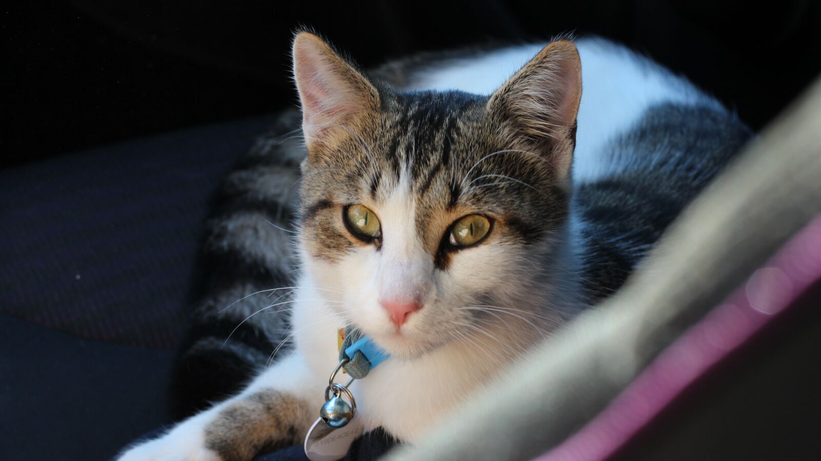 Canon EOS 600D (Rebel EOS T3i / EOS Kiss X5) + Canon EF 50mm F1.8 STM sample photo. Cat, kitty, kitten photography