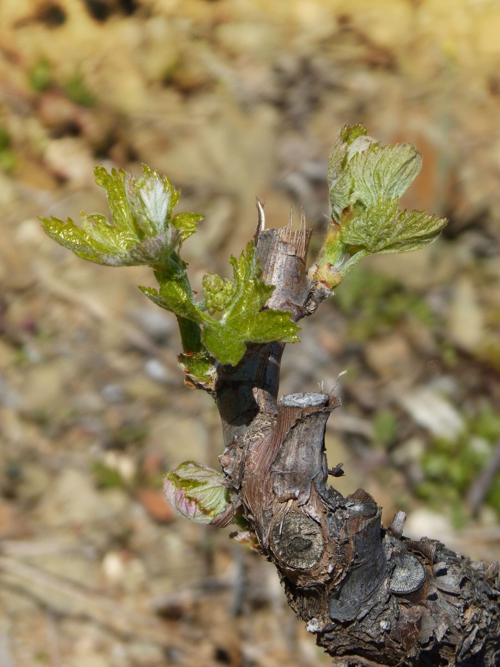 Panasonic DMC-FZ62 sample photo. Vine, vineyard, outbreak photography