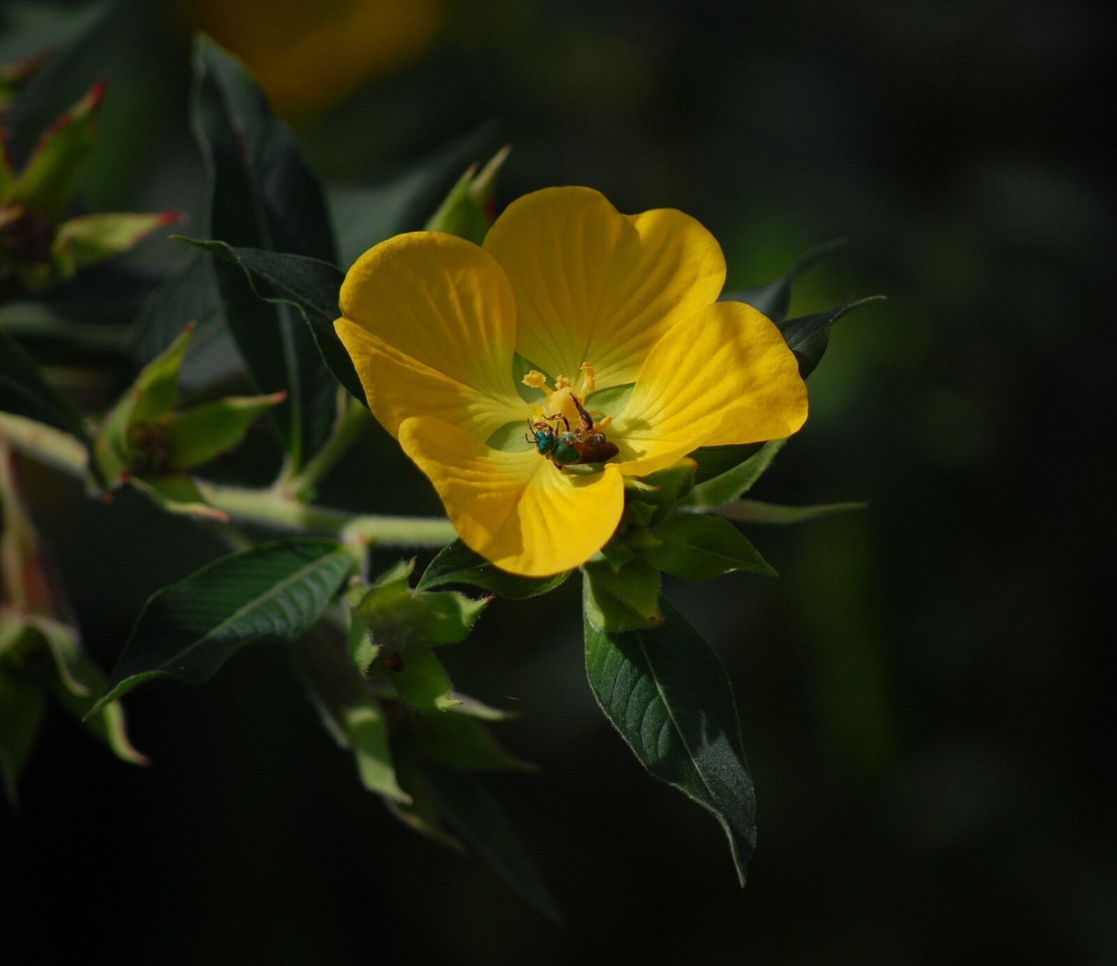 Nikon D40 sample photo. Bug, insect, flower photography