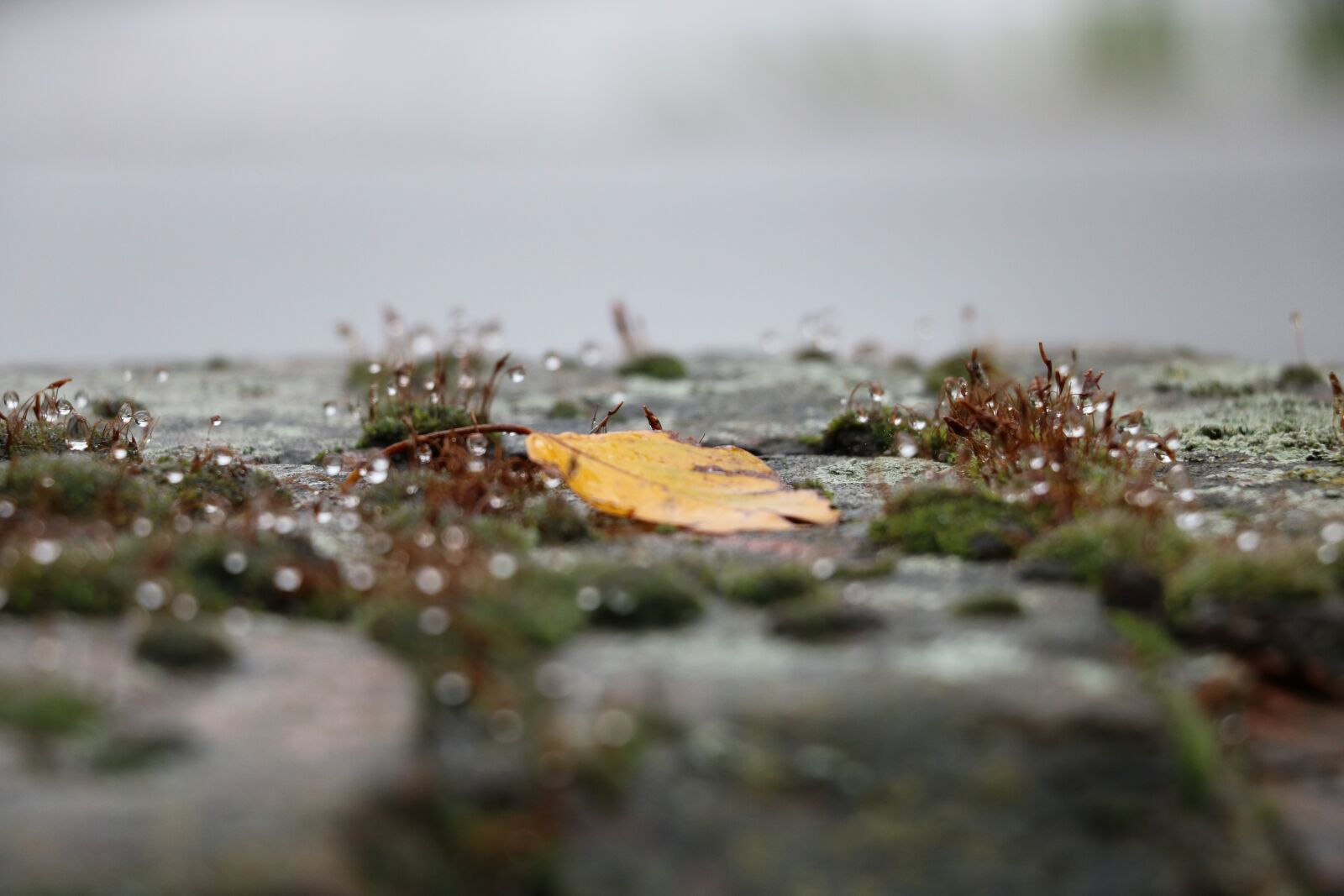 Canon EOS 750D (EOS Rebel T6i / EOS Kiss X8i) sample photo. Leaf, autumn, leaves photography